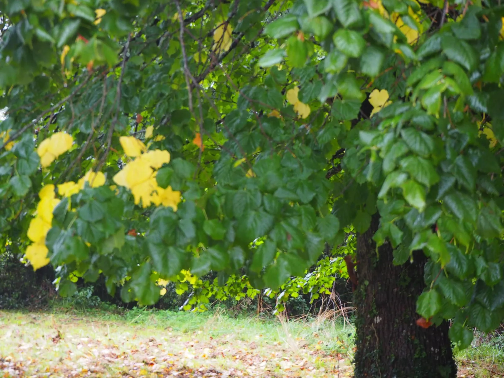 Le Bois aux Ecureuils (Eichhörnchenwald)-Image-tags.info