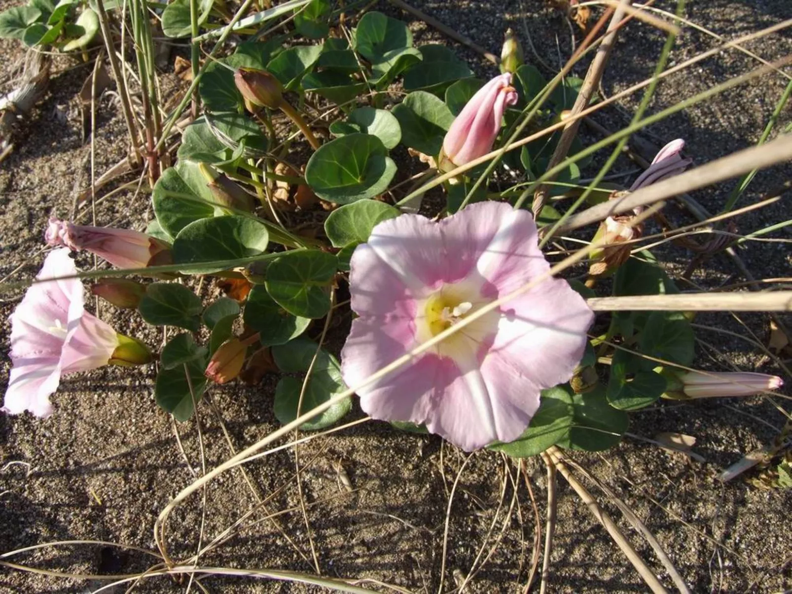 'Azalea' mit Terrasse-Image-tags.info
