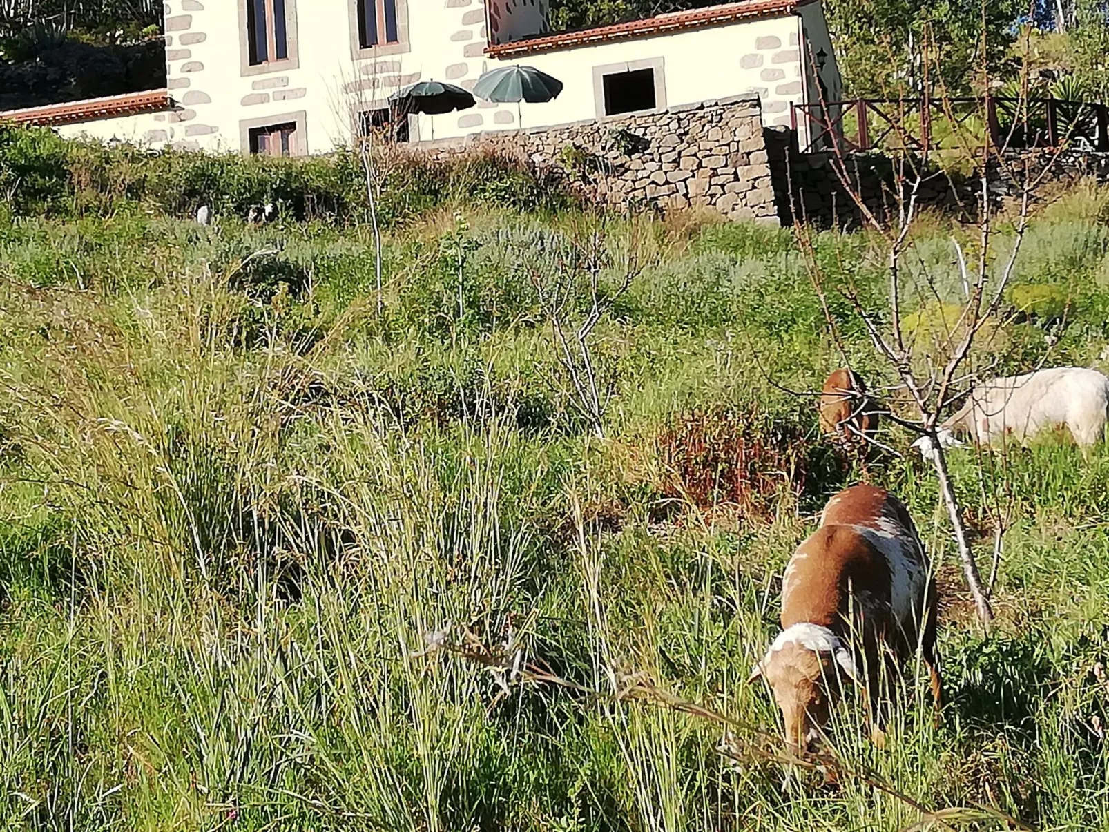 Ländliches Haus Las Caldereras-Binnen