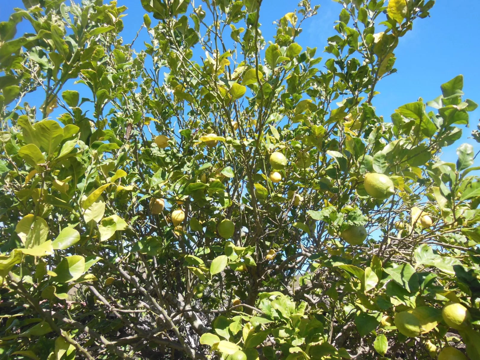 Traditionelles kanarisches Landhaus-Buiten