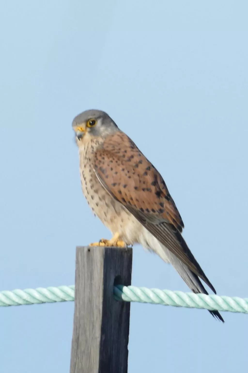 Haus La Majada-Binnen