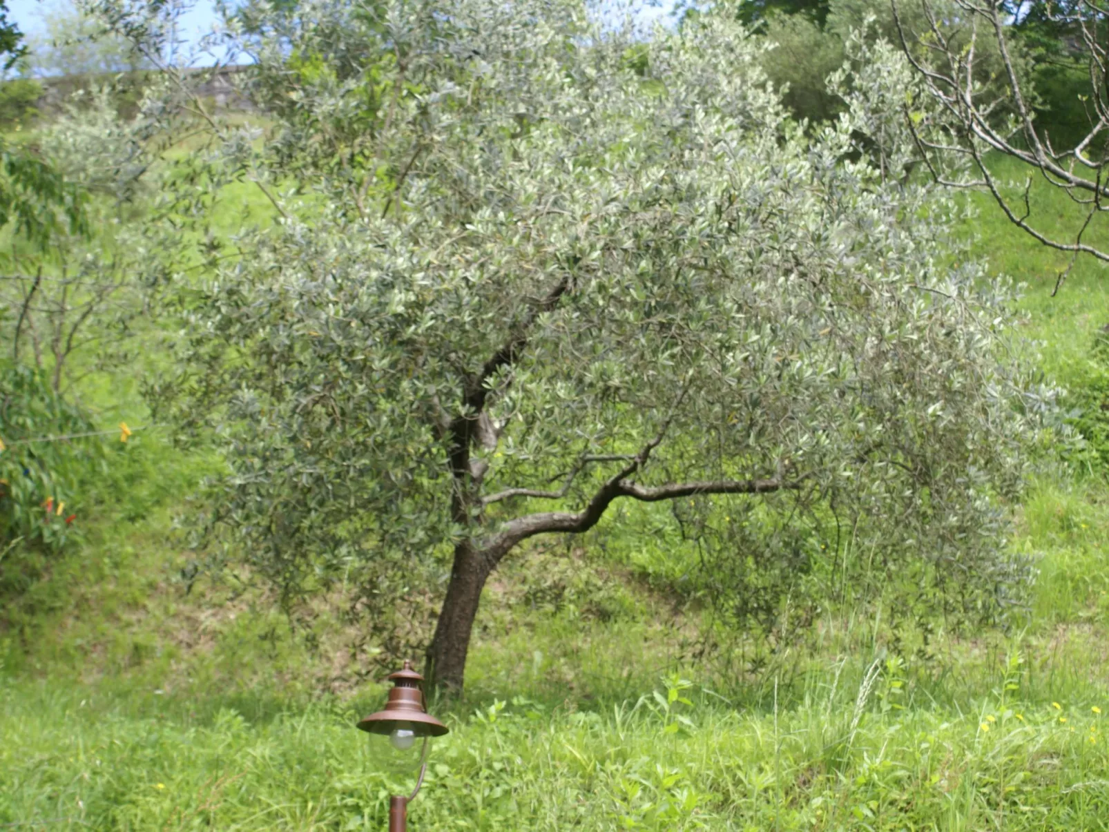 Toskanische Tradition-Binnen