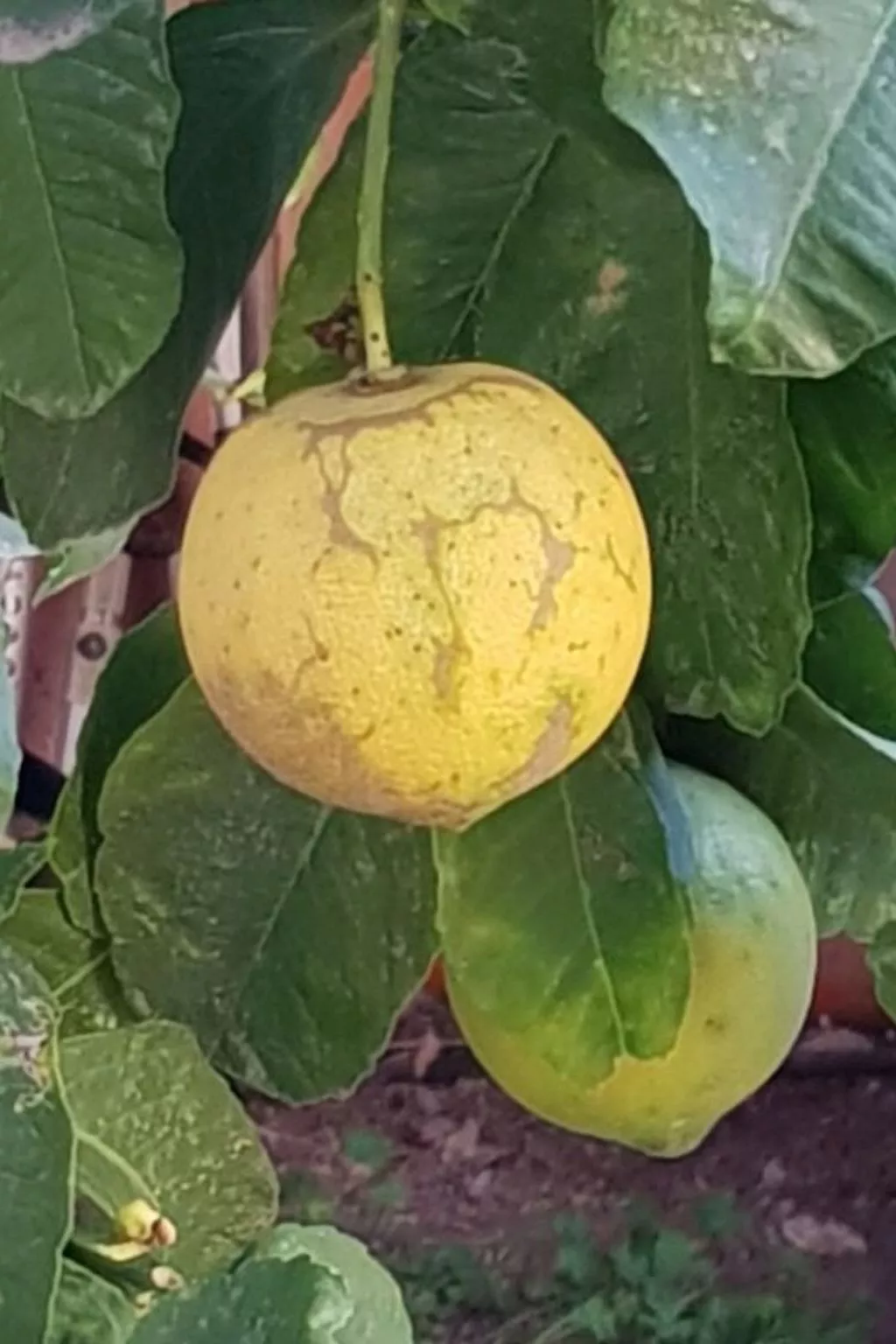 Su Niu Crobu unten-Image-tags.info