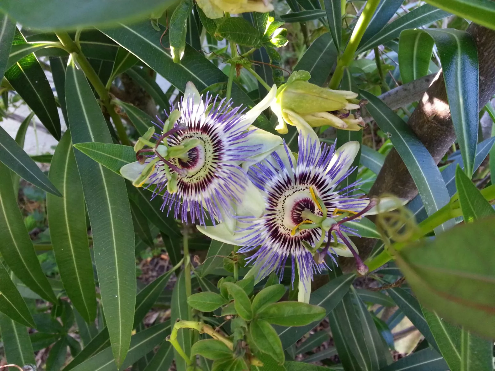 Ruhige Finca Topo del Drago mit Meerblick-Binnen
