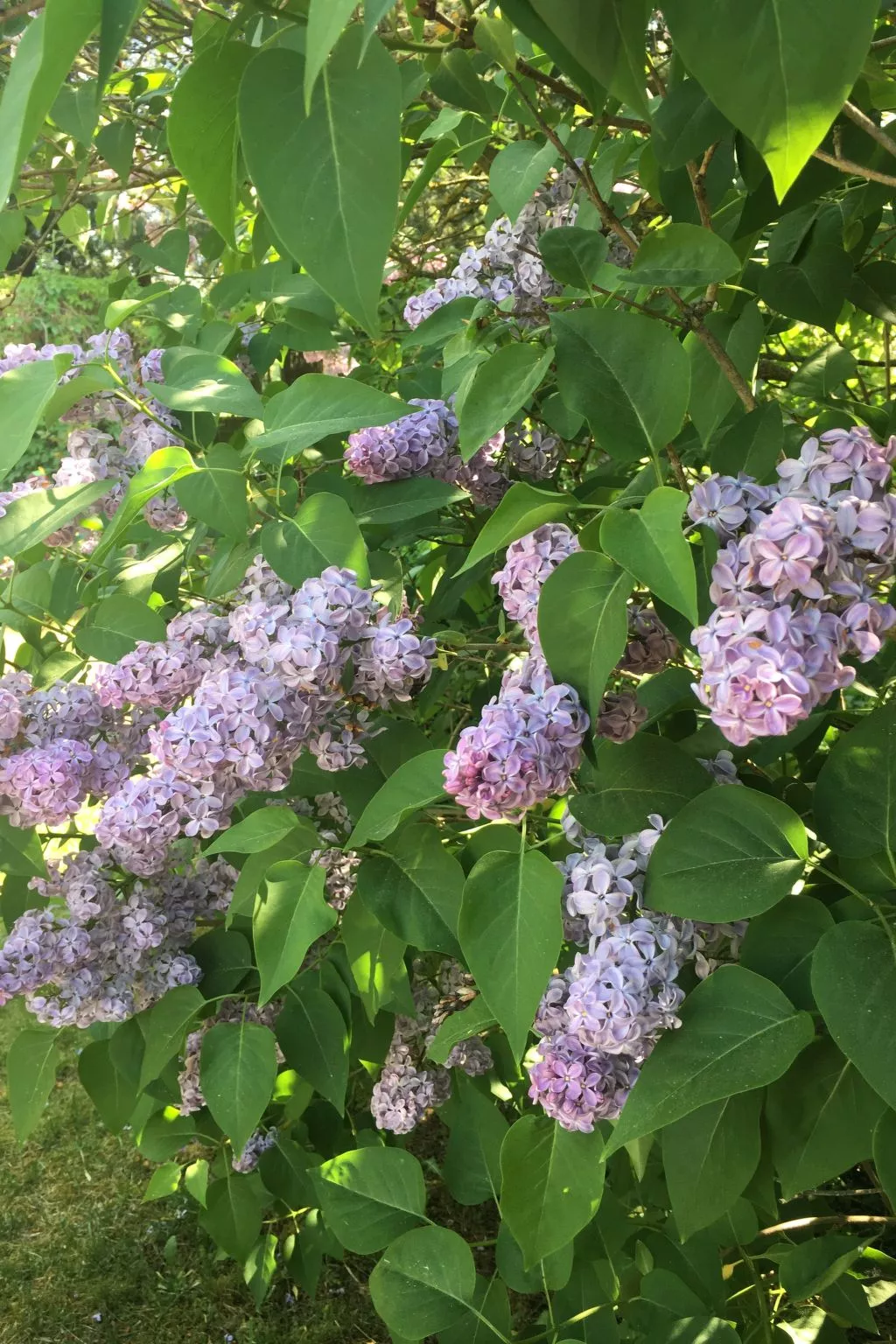 Löwenzahn-Image-tags.info