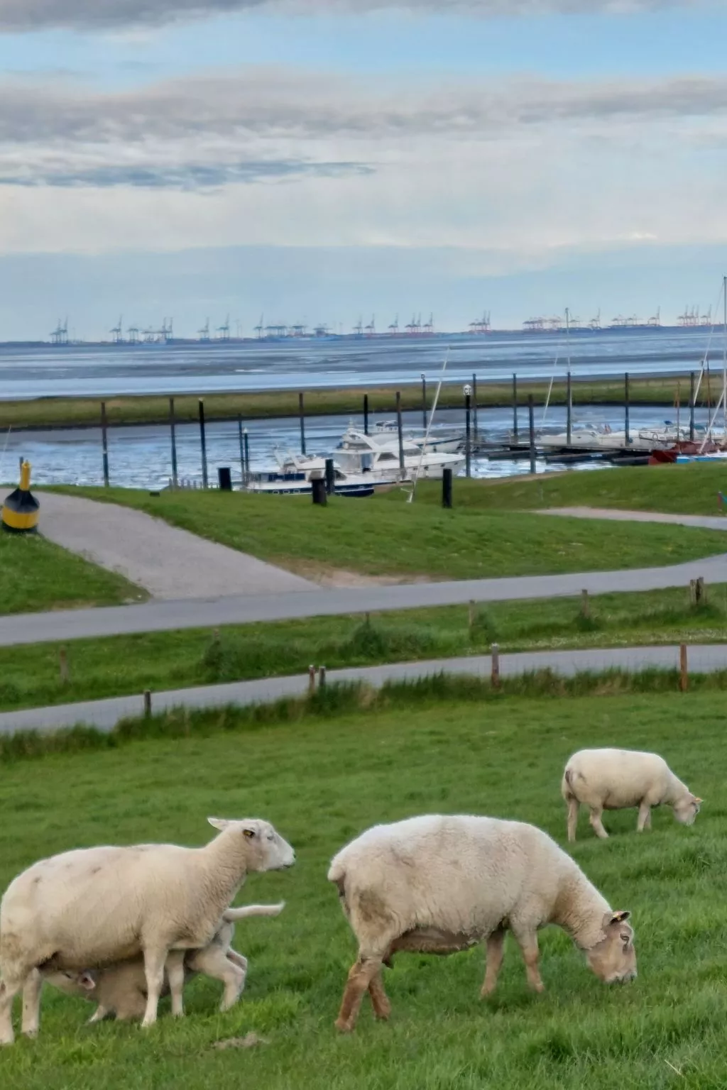 Mastkorb mit Grill und Garten-Binnen
