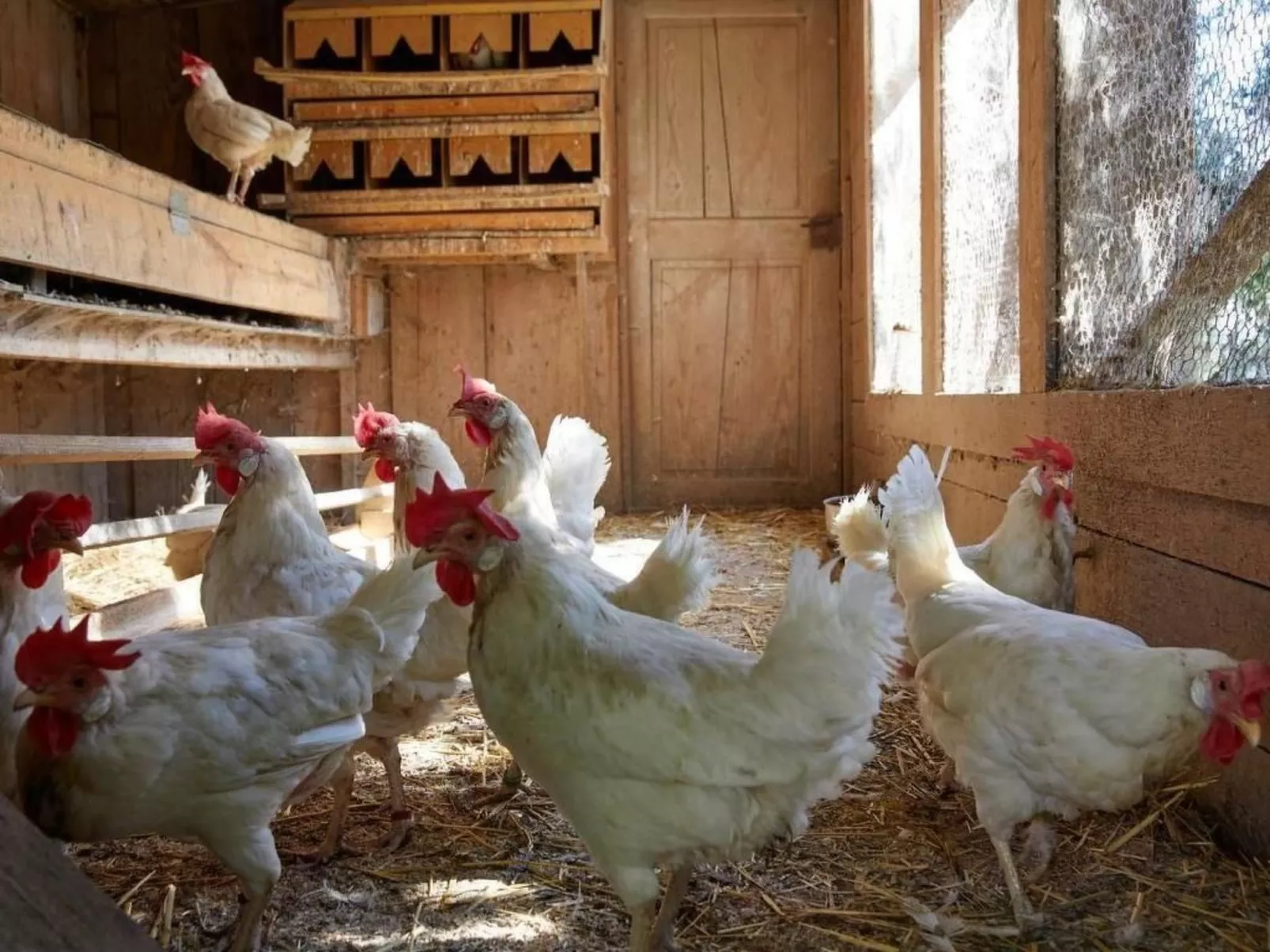 Bauernhof Elmiger-Binnen