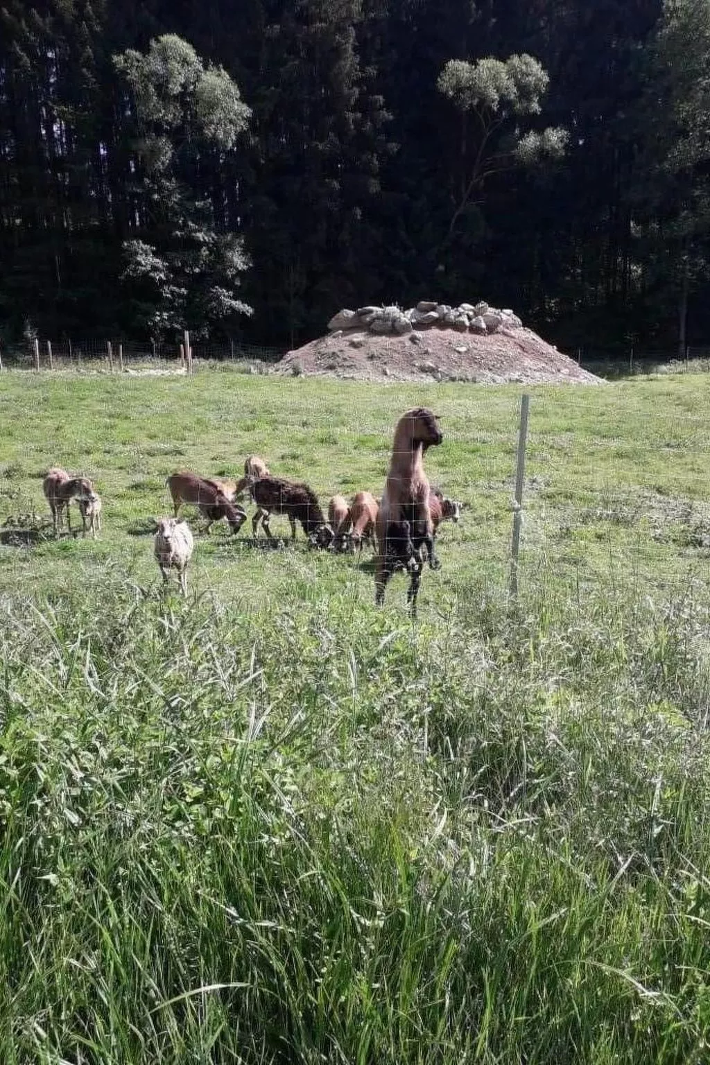 Tamara in Eppenschlag-Buiten