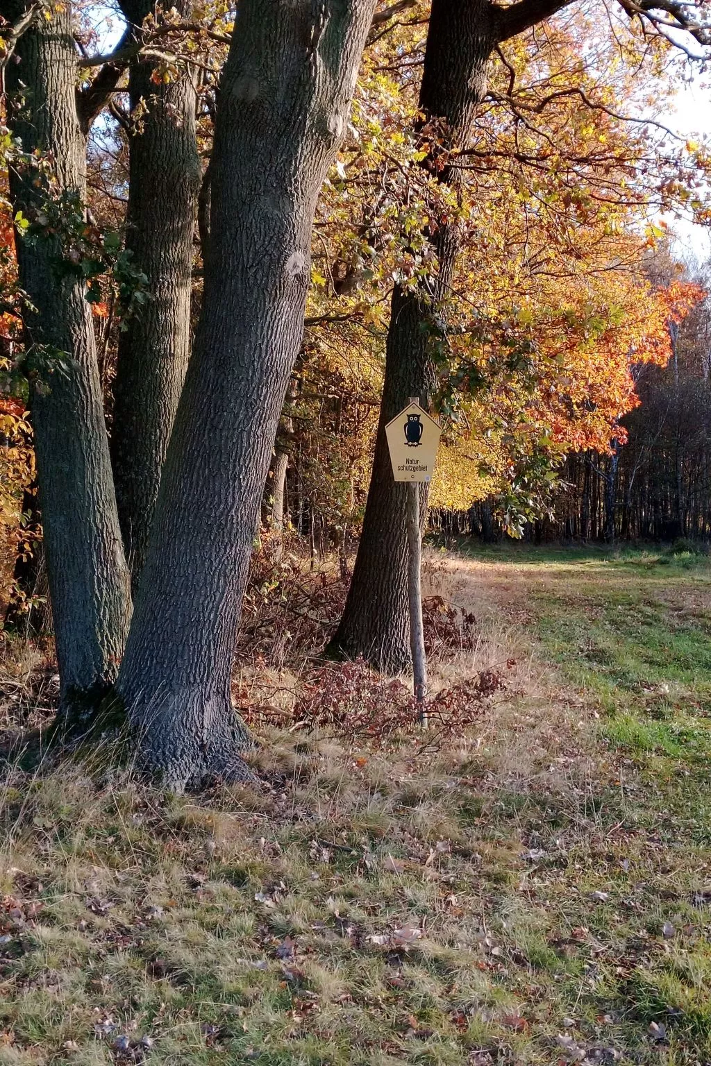 Biele-Image-tags.info