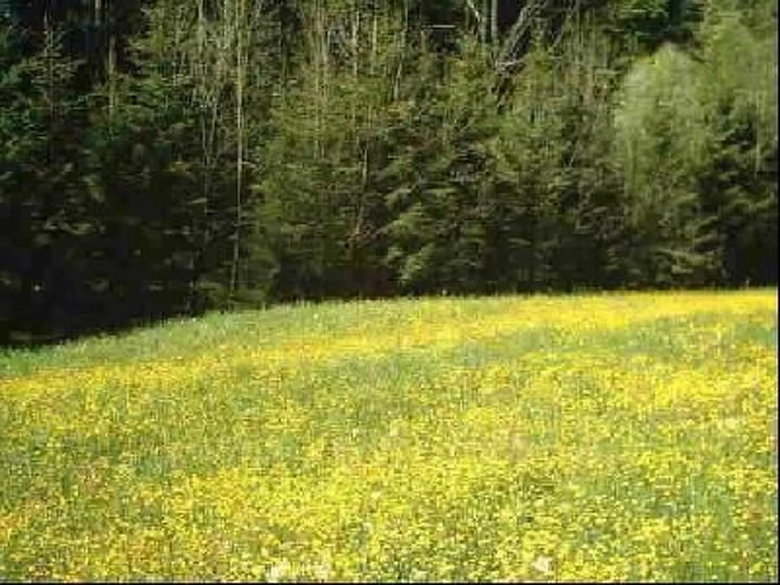 Arthurhütte in Hohenweiler-Binnen
