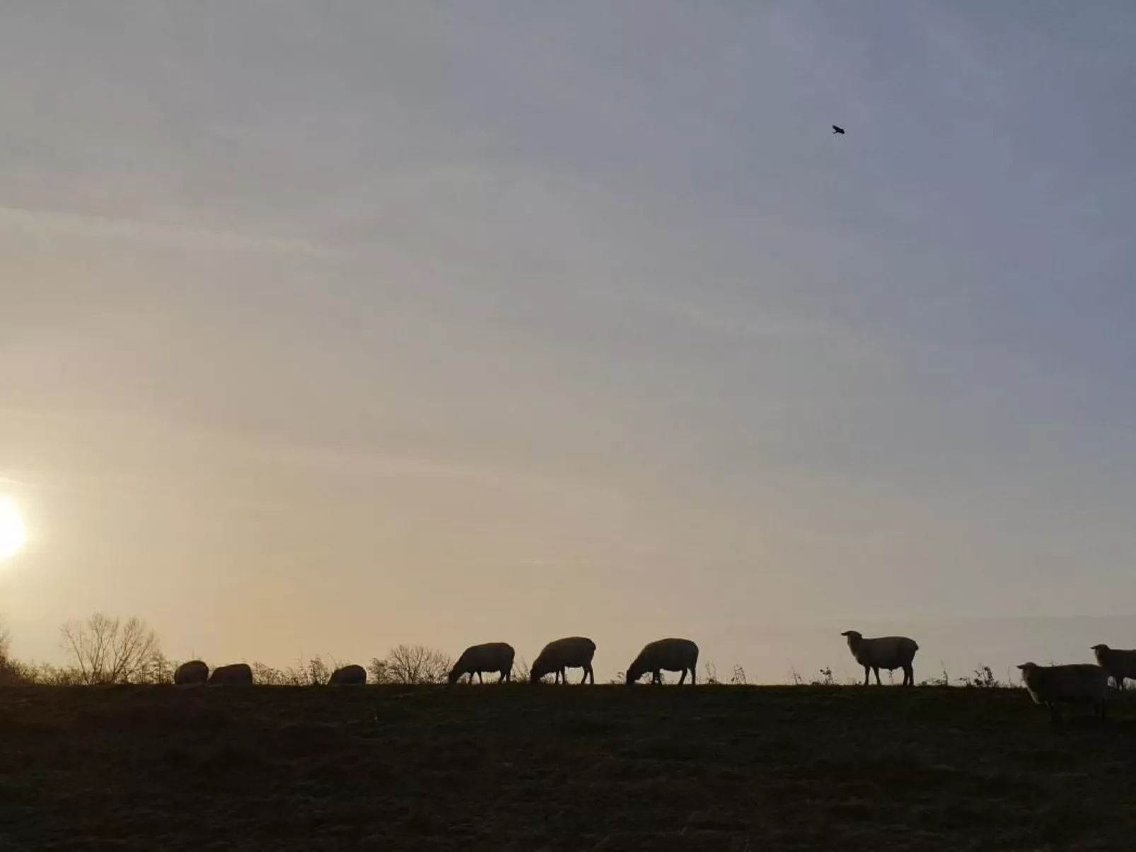 Elbkoje Brunsbüttel-Binnen