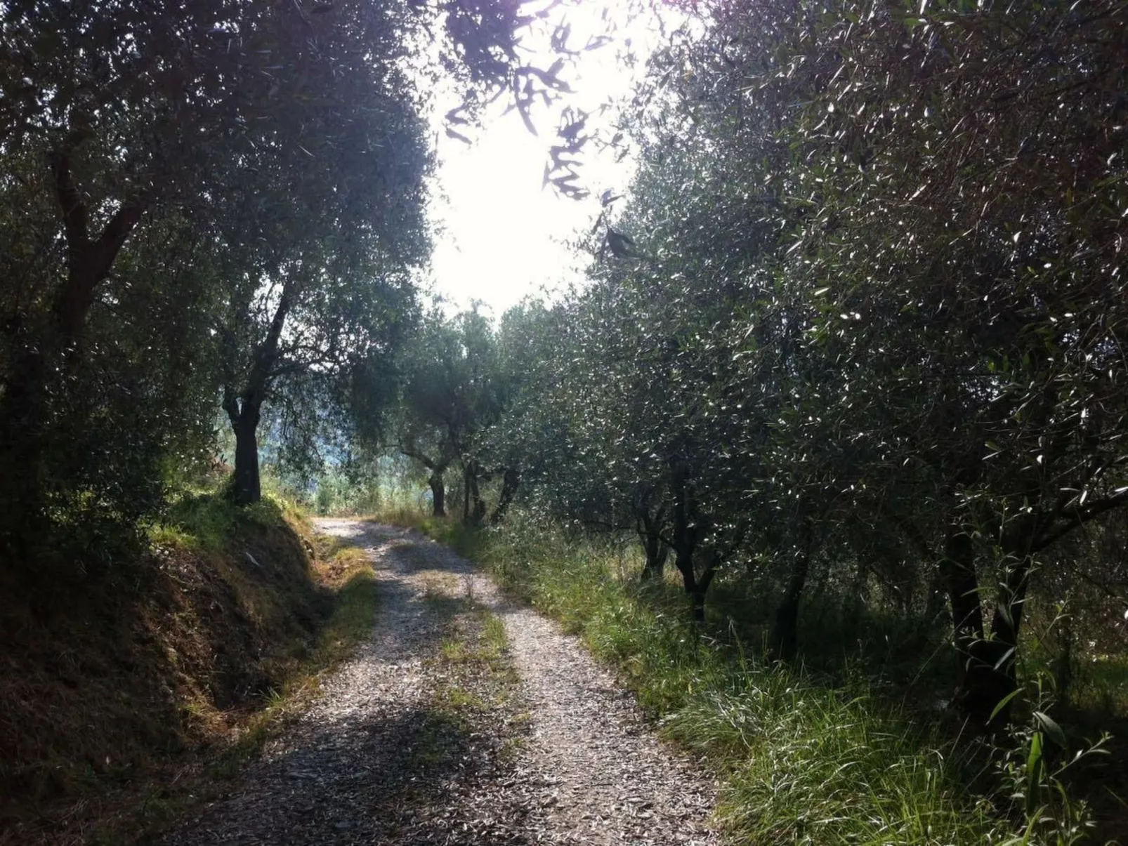 CASA SISSI, Sehnsuchtsort zwischen Olivenhainen-Binnen