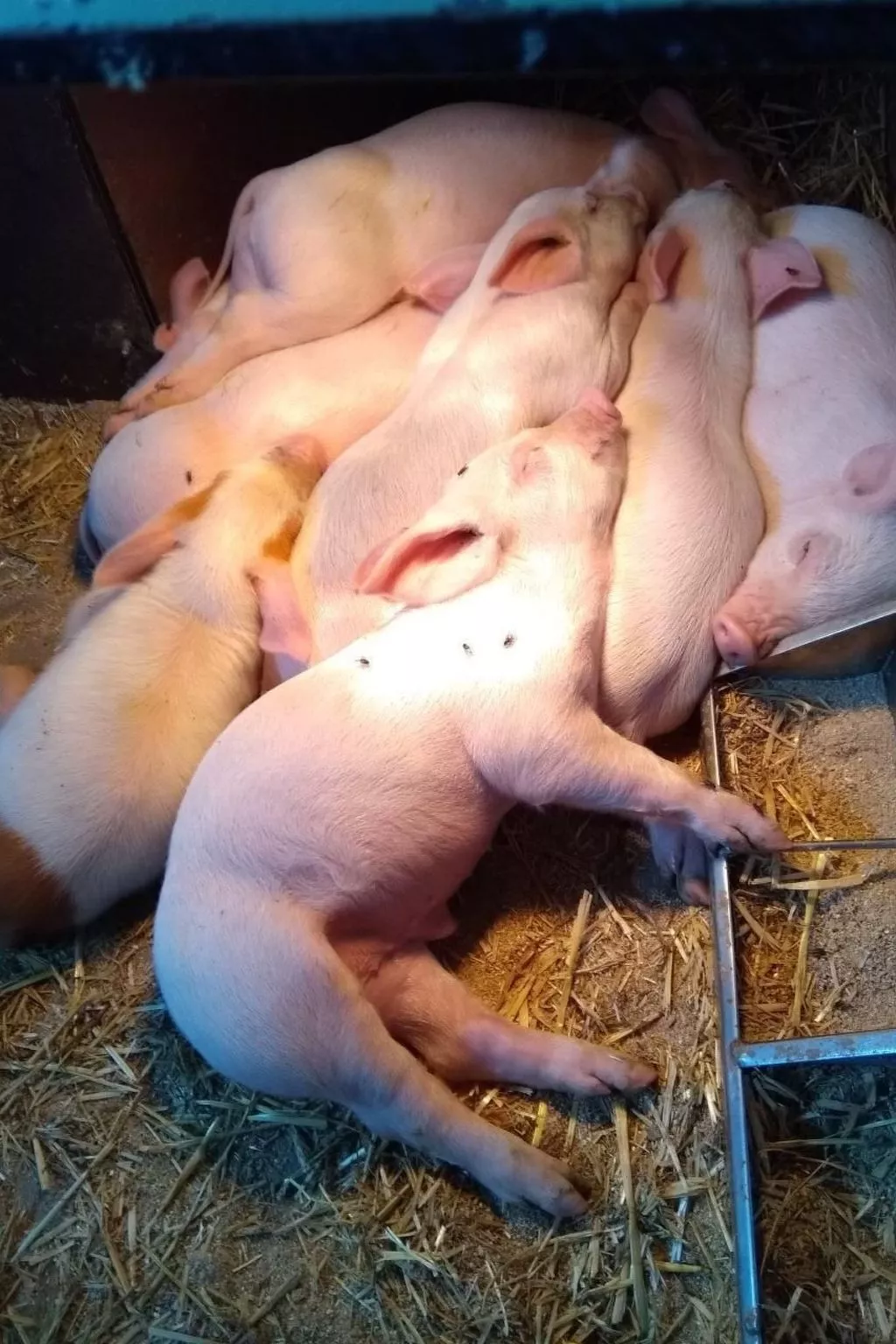 Hasenbüel-Image-tags.info