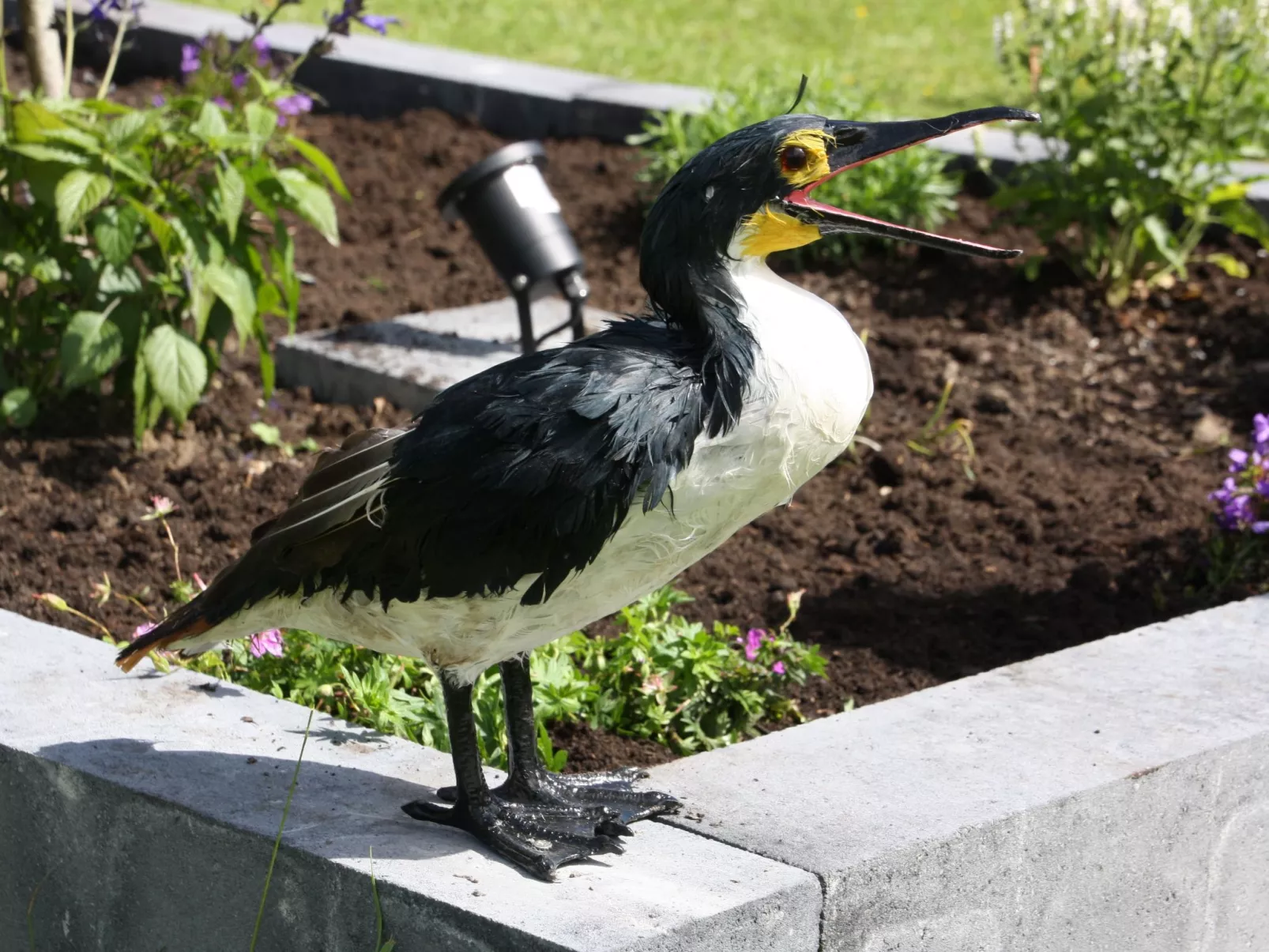 Haus Kormoran am Lauwersmeer-Image-tags.info