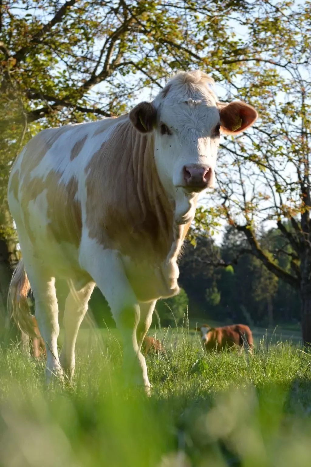 Wohnung "Rustique"-Buiten