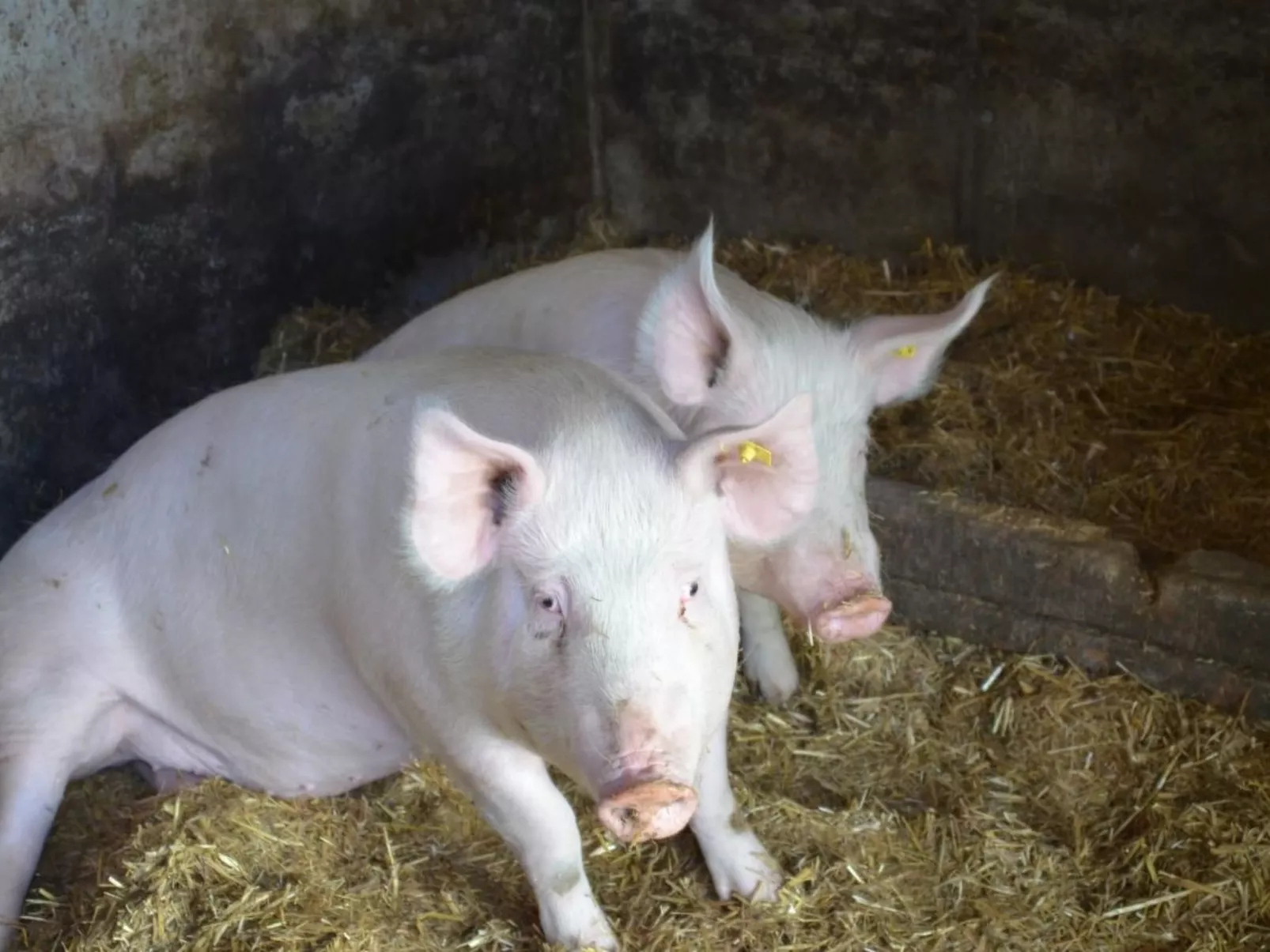 Biohof Furn-Image-tags.info