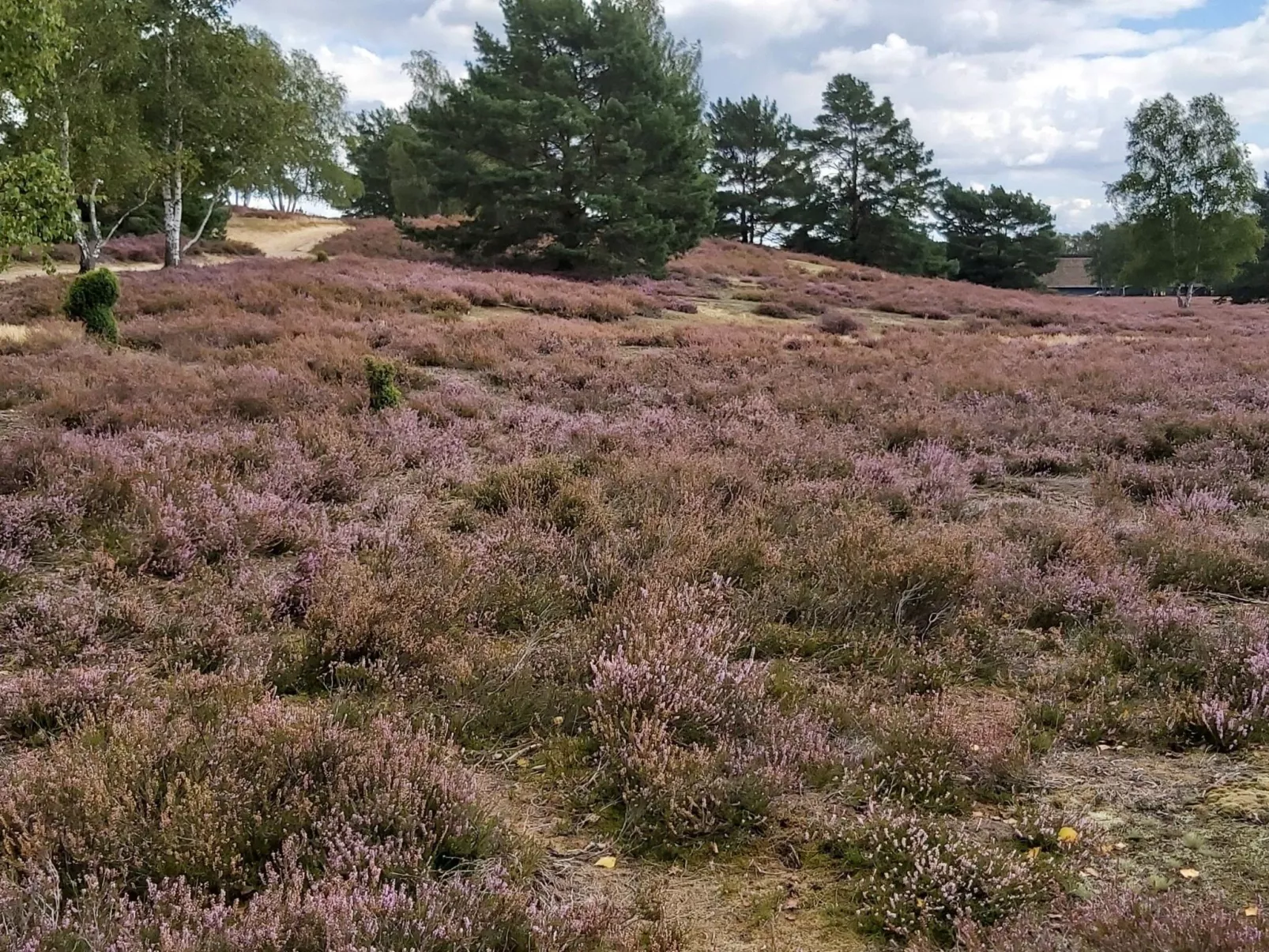 Wohnung in Jameln mit Garten, Grill und Terrasse-Binnen