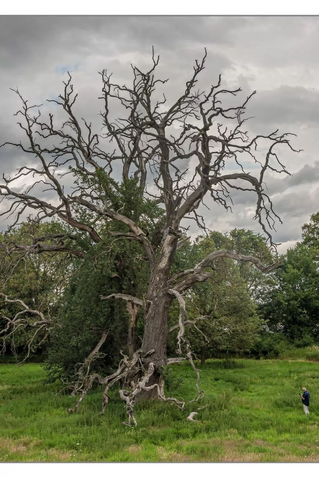 Haus Elbrose inmitten von Rosen mit Elbdeichzugang-Binnen