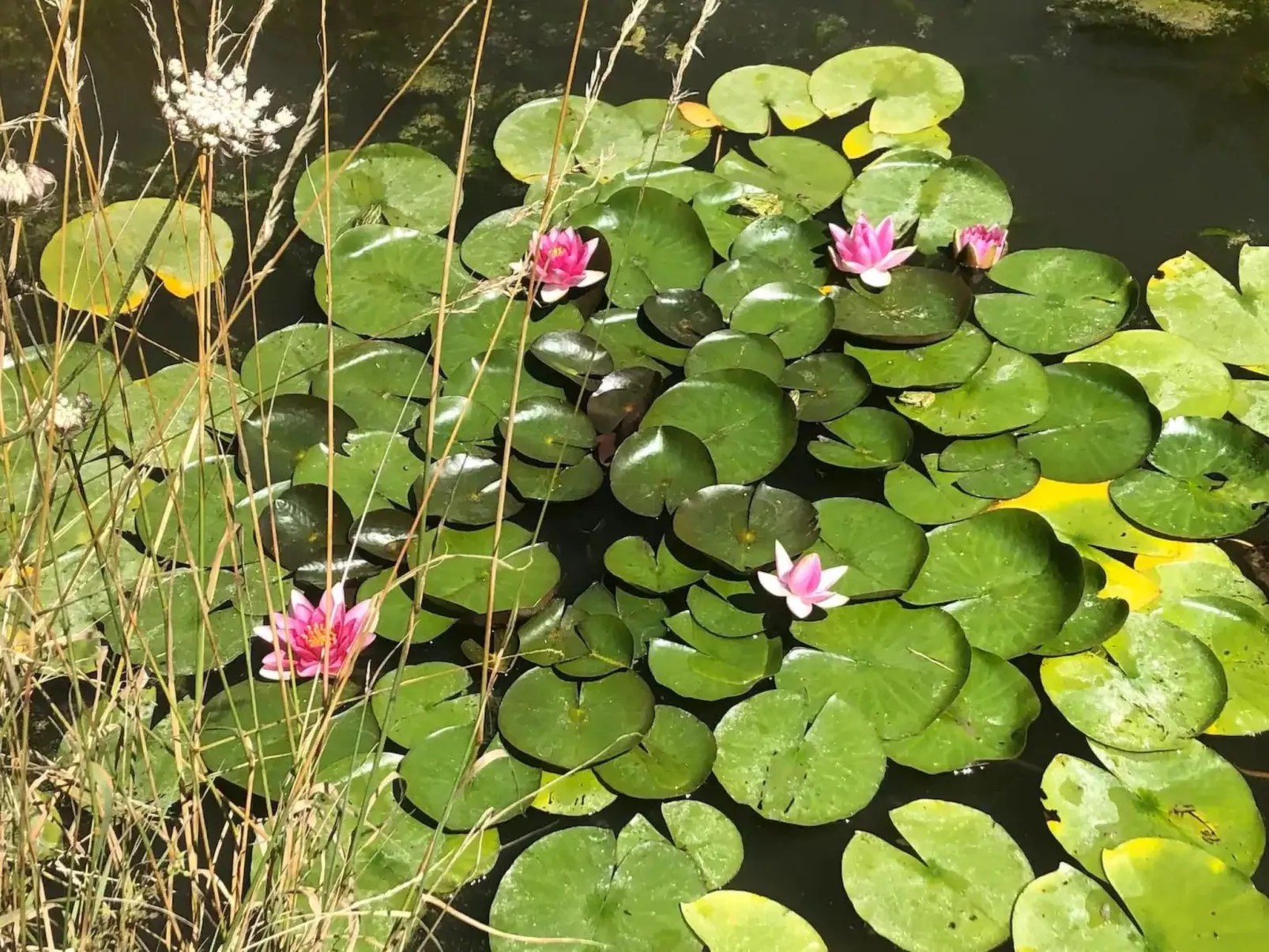 Landhaus mit eingezäuntem Garten-Binnen
