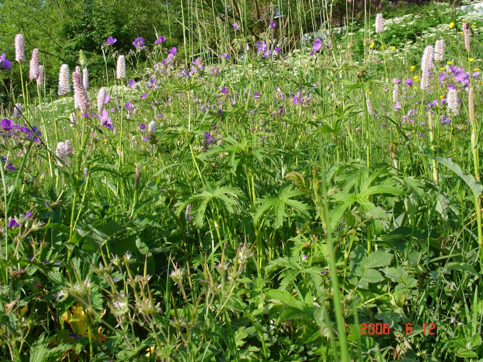 Charmantes, traditionelles Holzhaus-Buiten