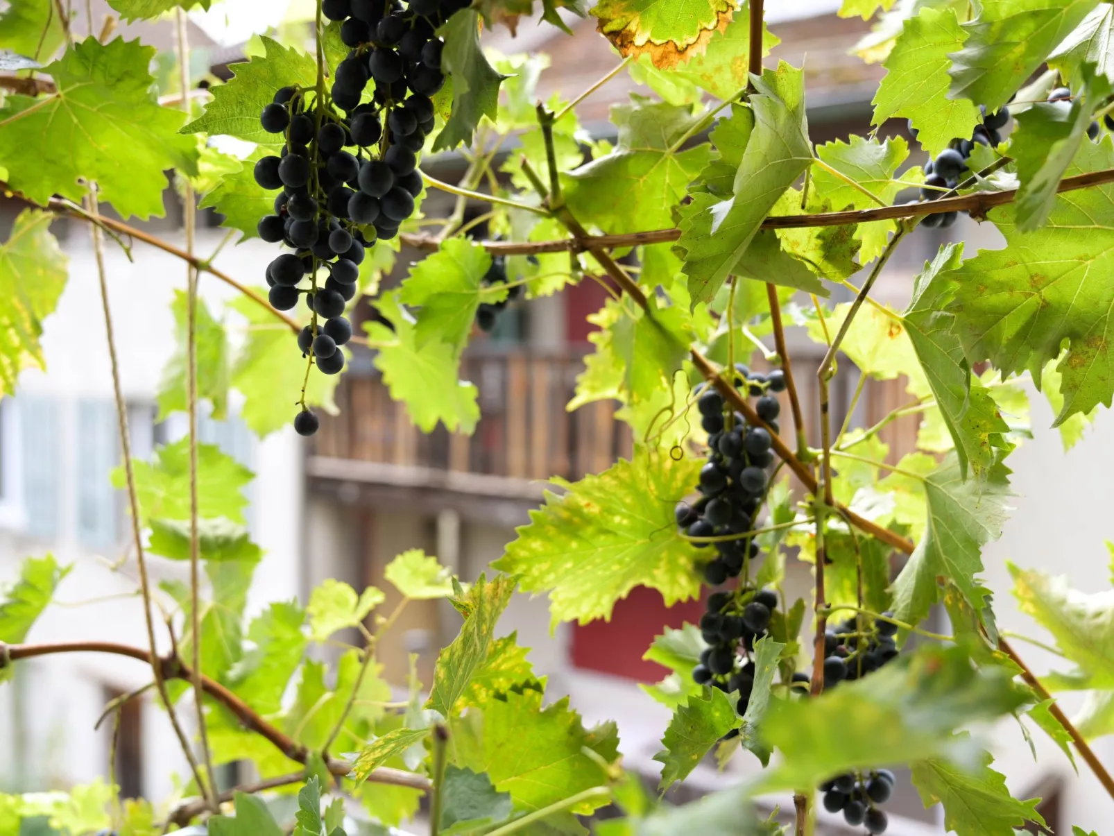 WohlfühlNest-Binnen