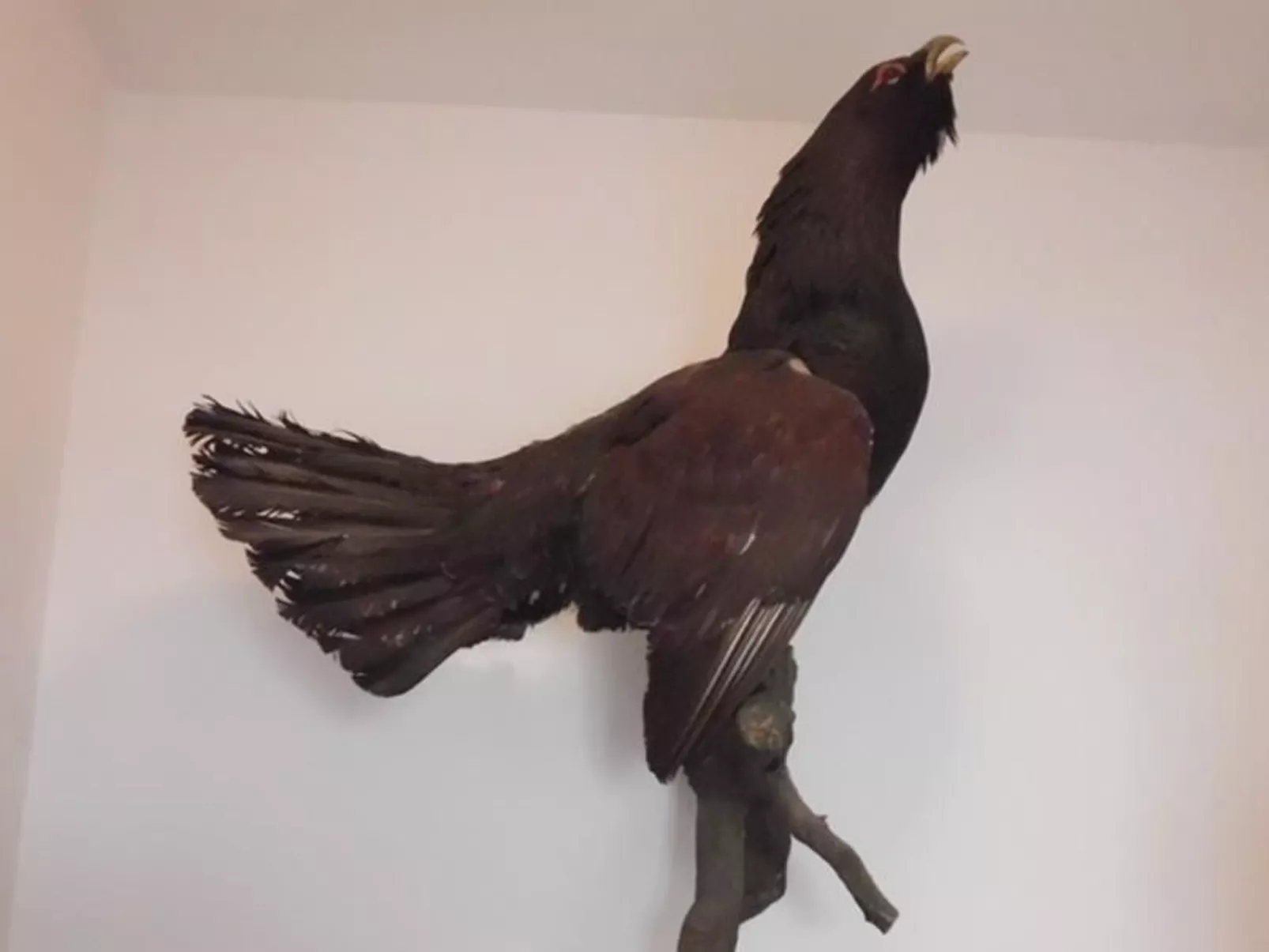 Großzügige Wohnung mit Bergblick im Haus Hopfe-Image-tags.info