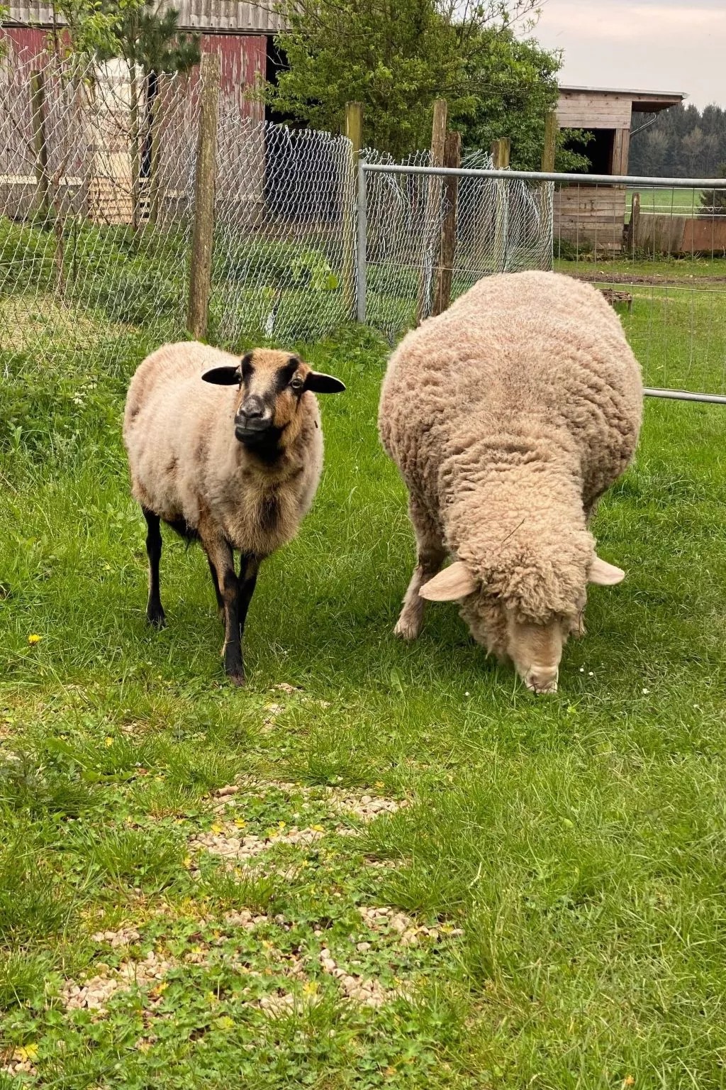 Scheunen Nest-Buiten