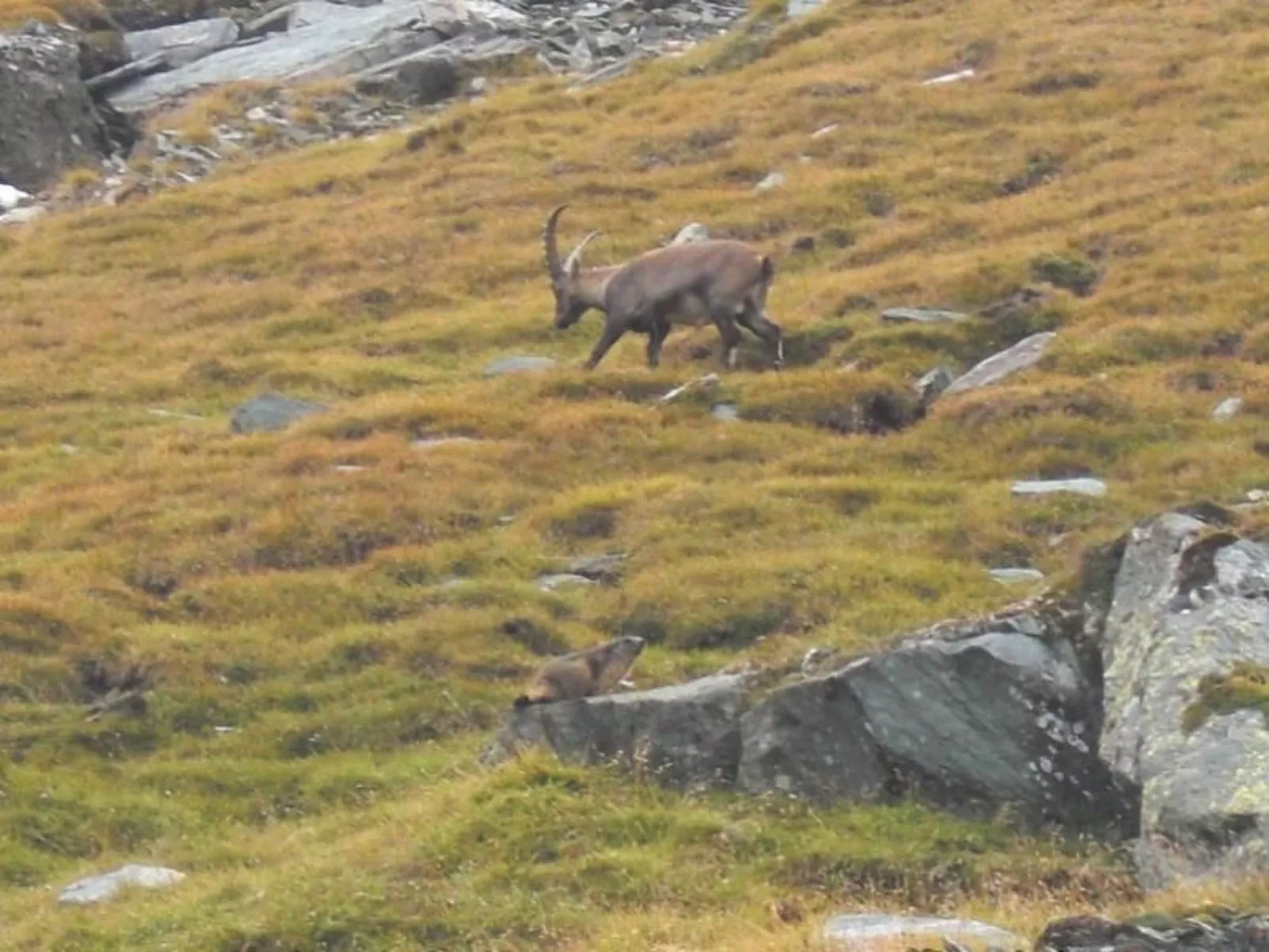 Wunderschöne Wohnung in Seeboden mit Großem Garten - Image-tags.info