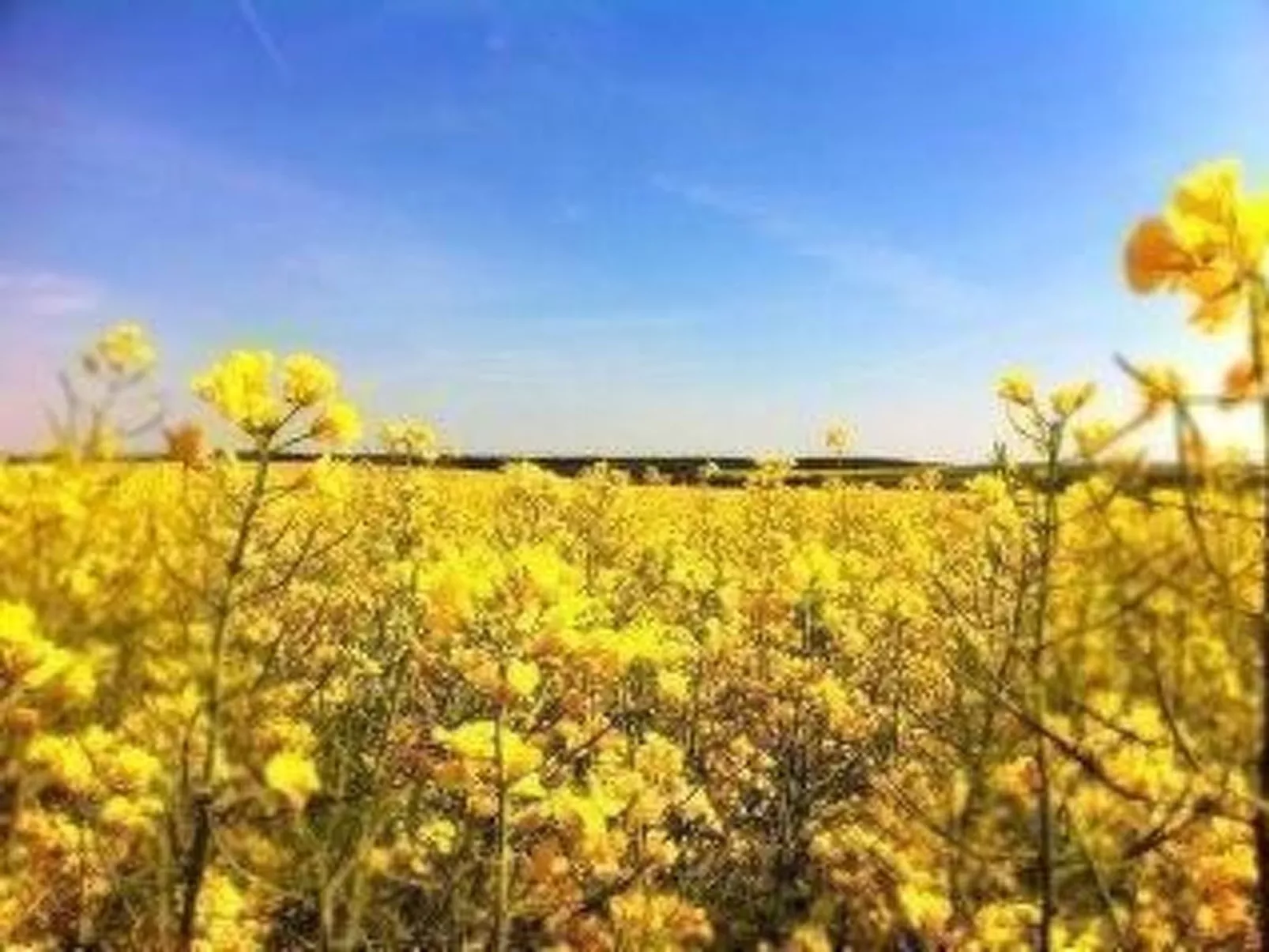 Kranich in Ummanz-Lüßvitz-Binnen