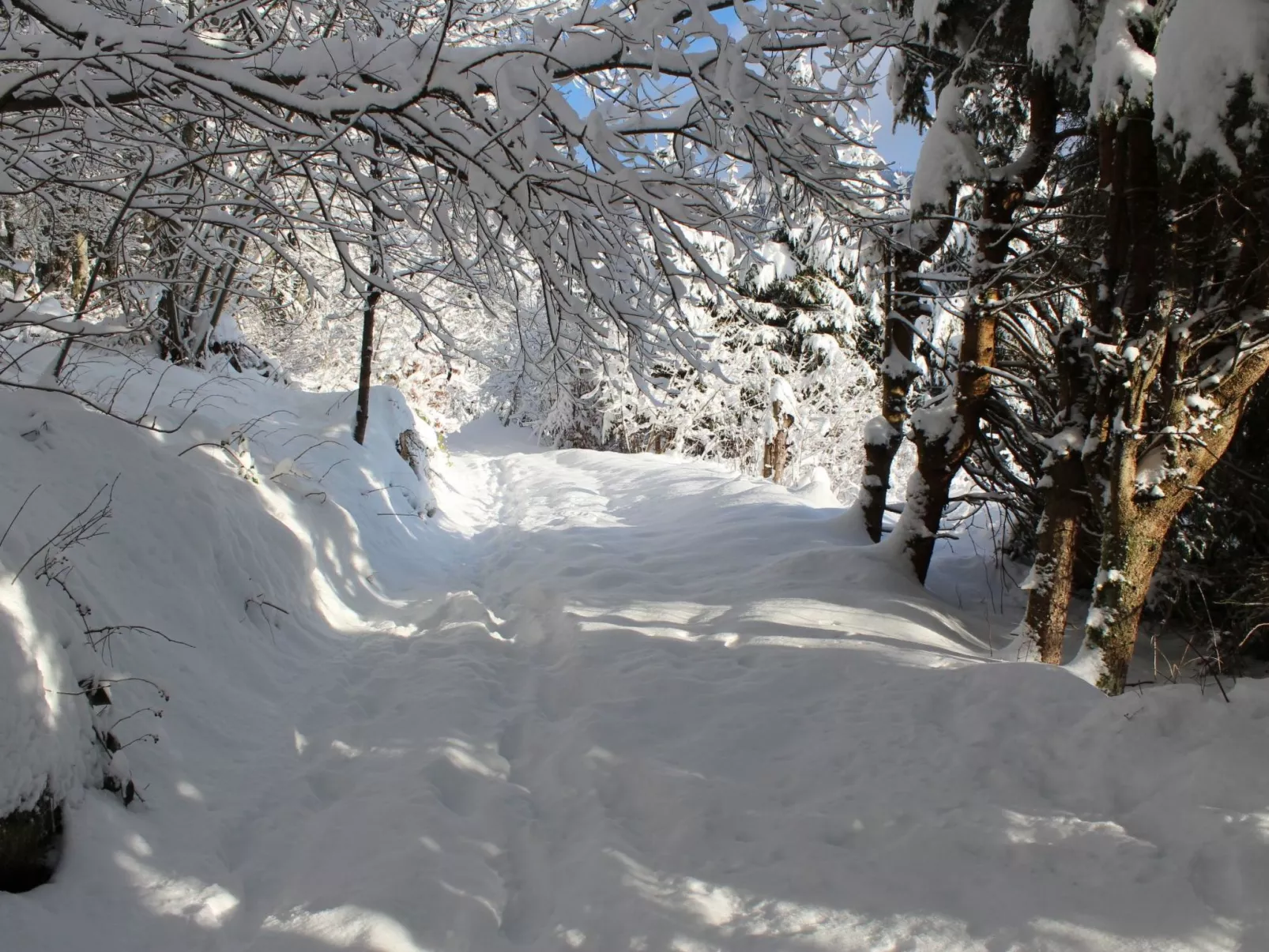 Haus Maria Hochschwarzwald, Garten umzäunt, Wald-Buiten