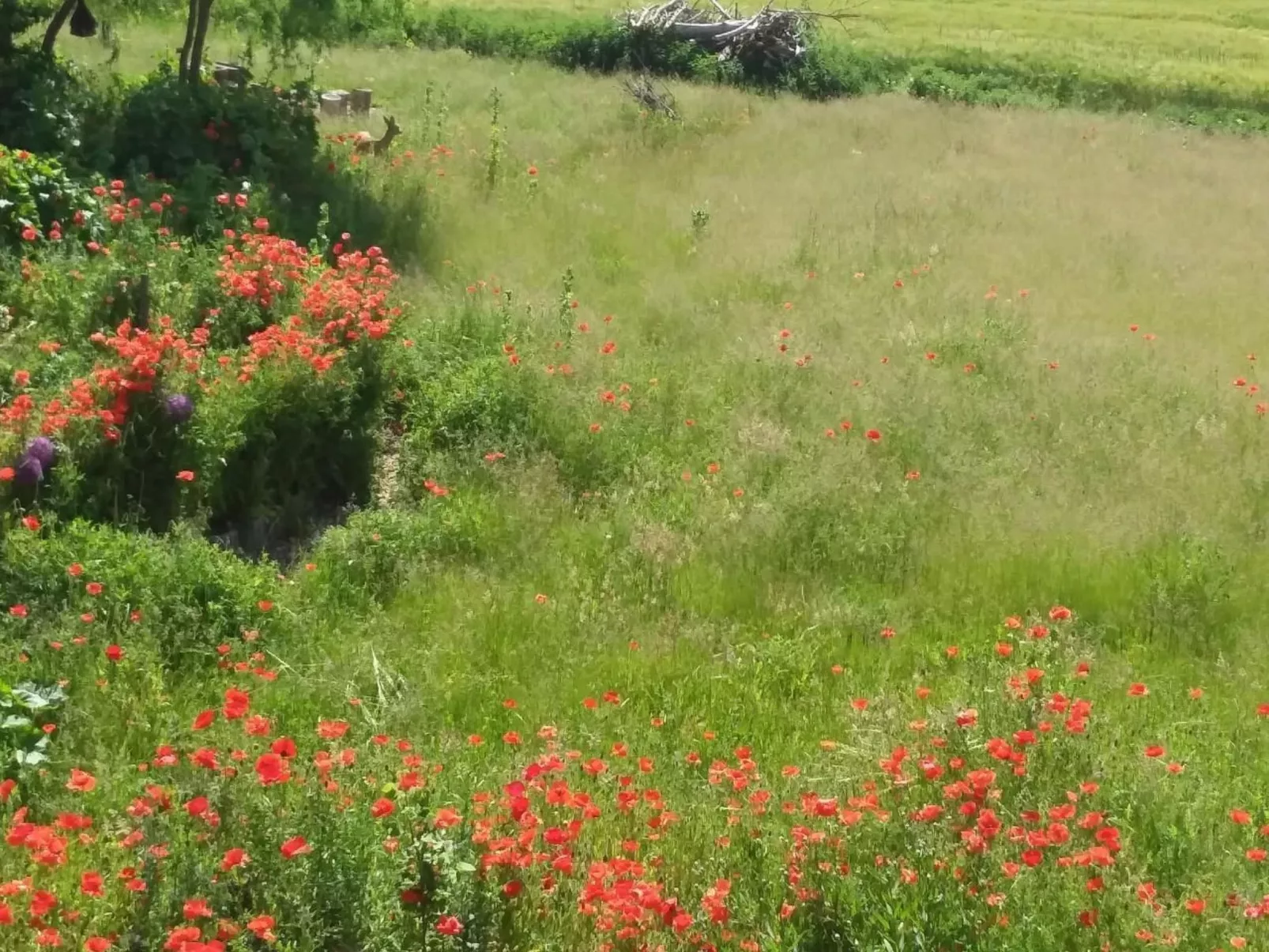 Schmetterling-Binnen