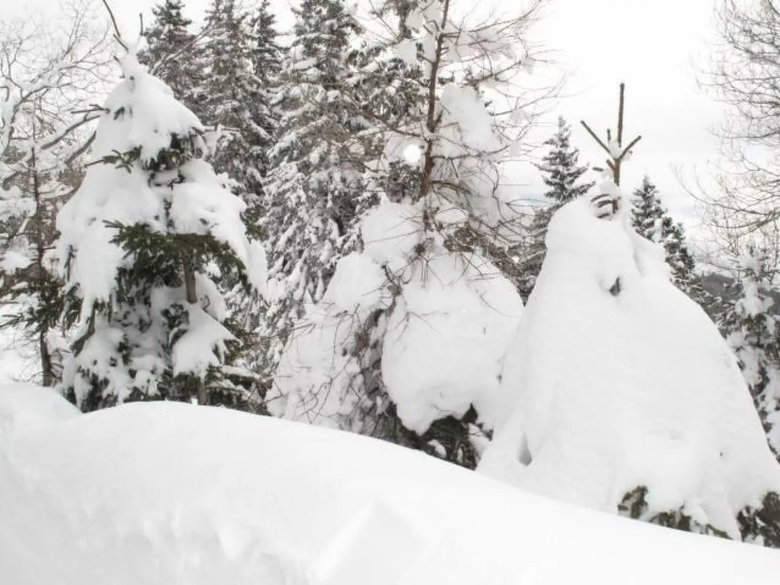 Almhaus am Hohenwart-Binnen