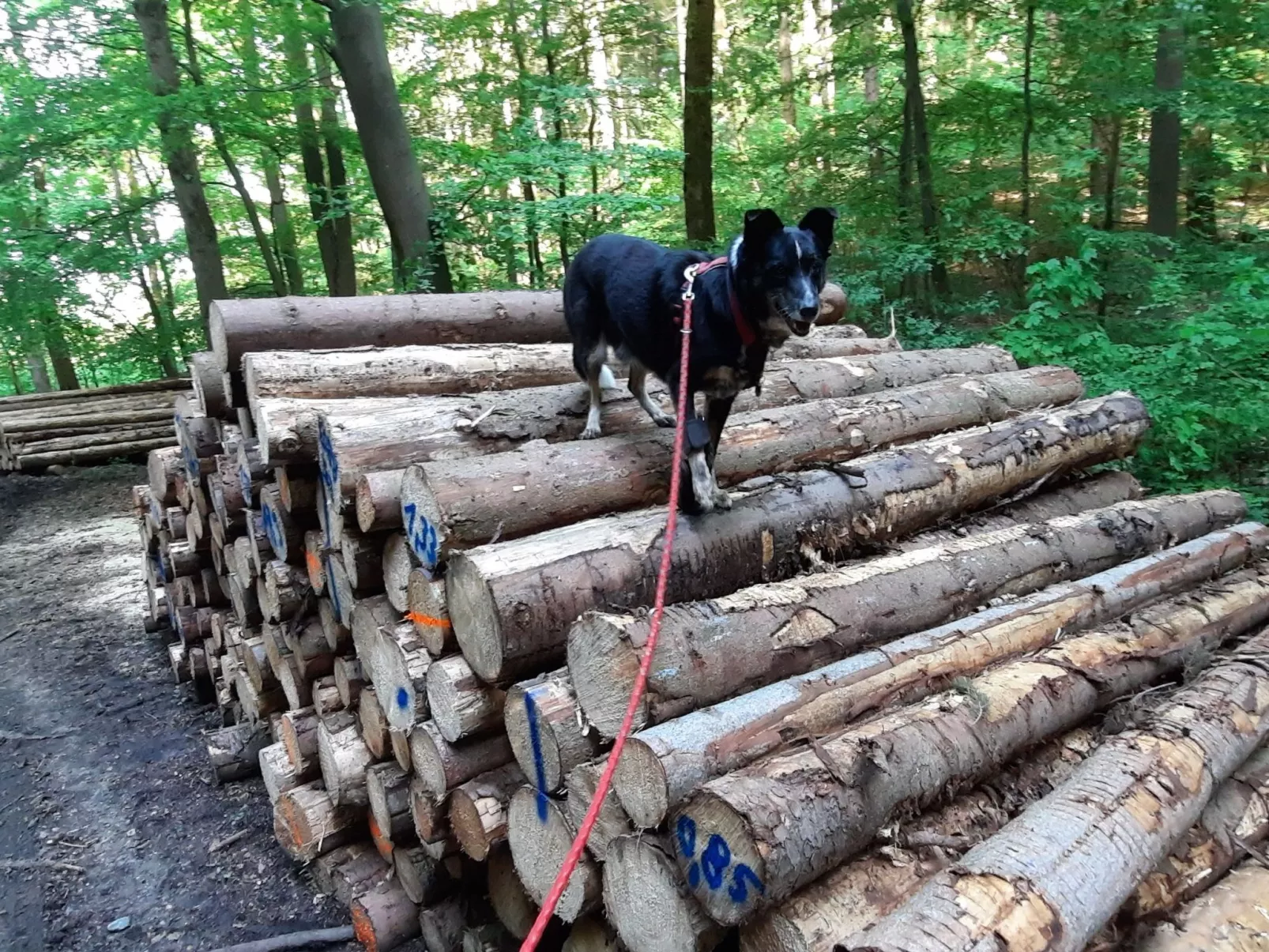 Villa Silberborn A10-Binnen