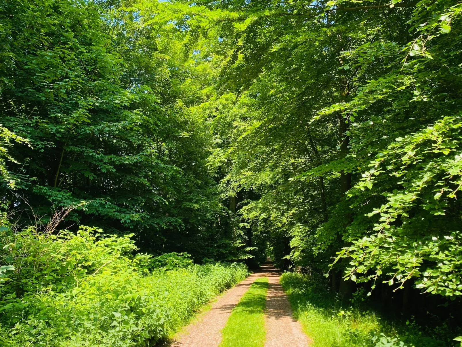 Bungalow Waldglück-Buiten