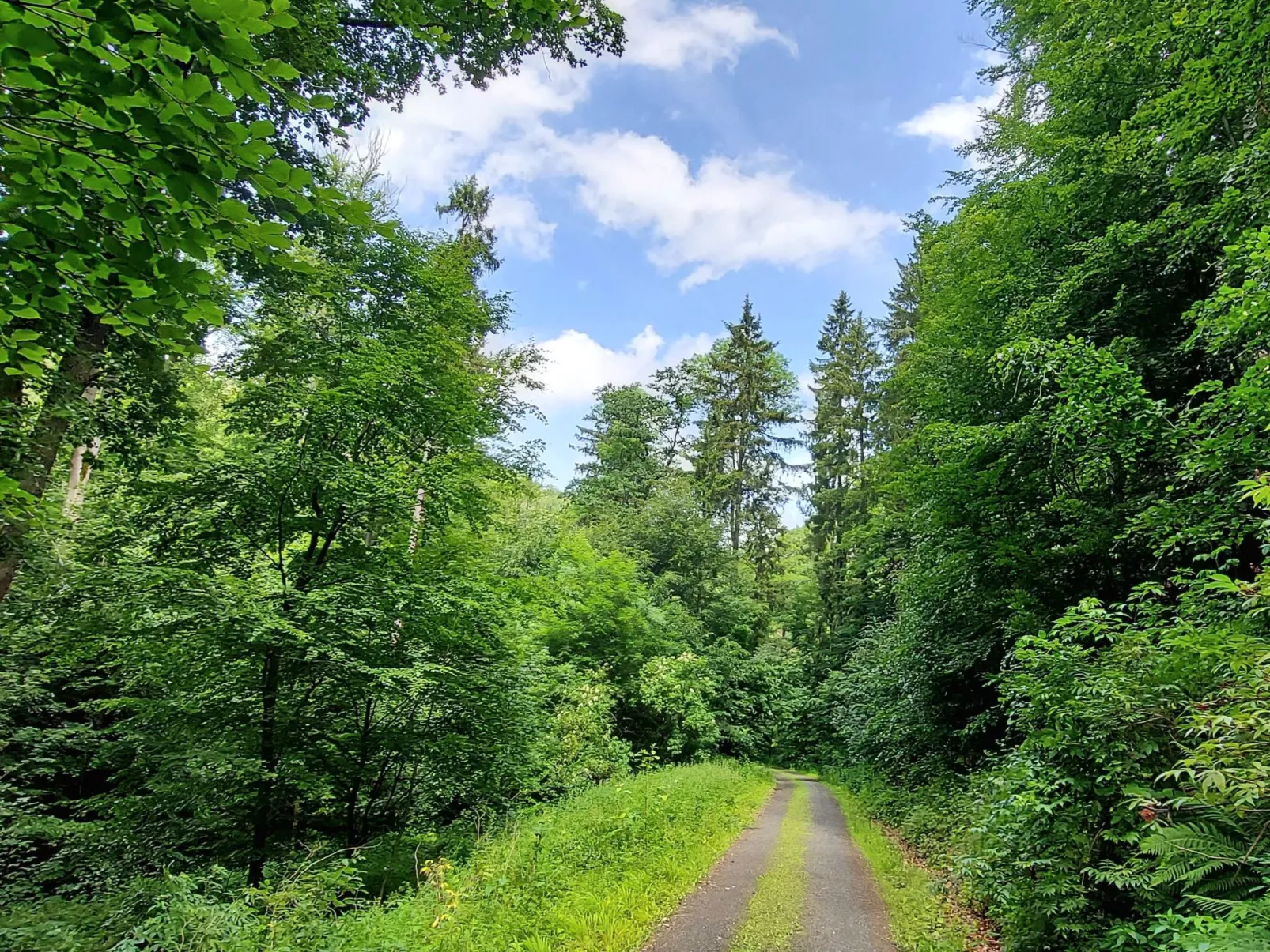 Wanderfalke-Image-tags.info