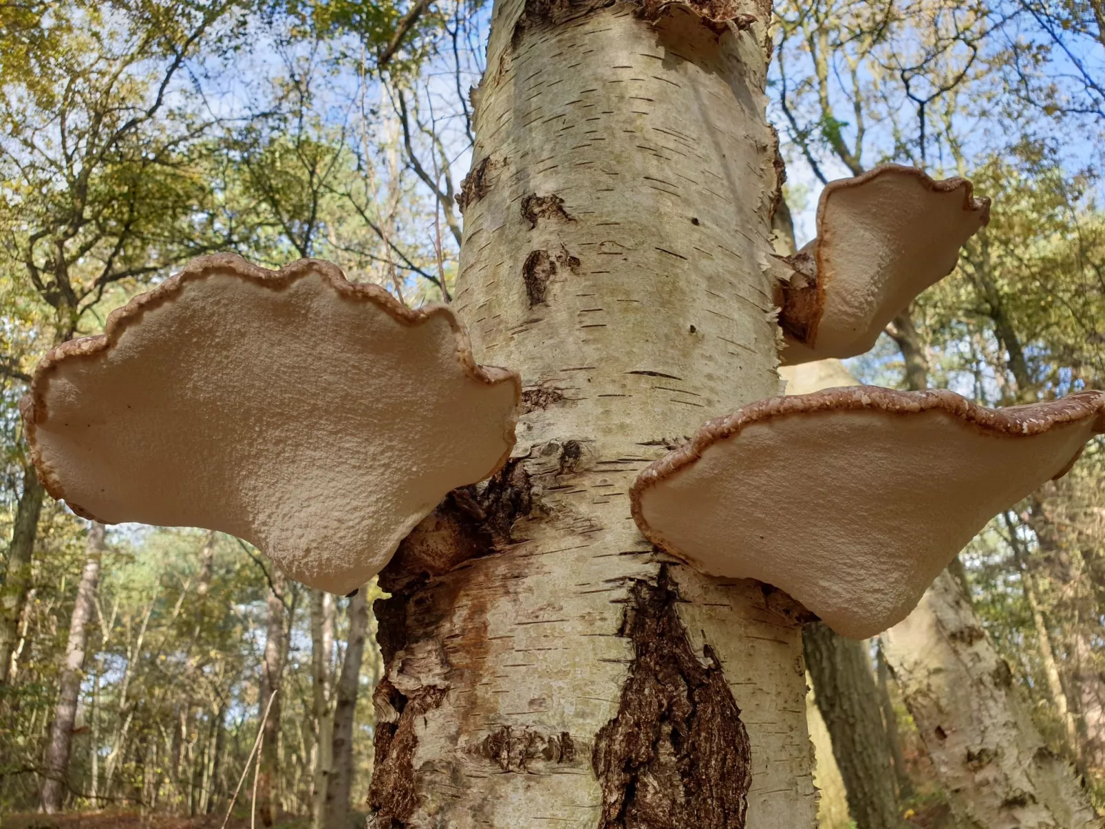 Sommerhaus Klein Wimmenum, Nähe Strand und Dünen-Buiten