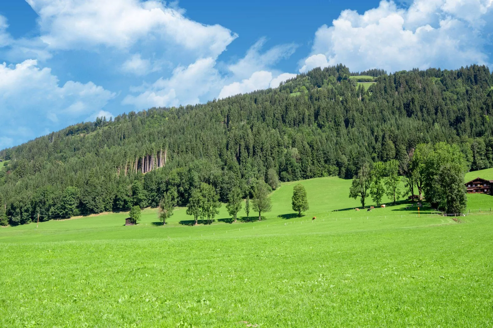 Ferienapartment Birmili-Gebieden zomer 5km