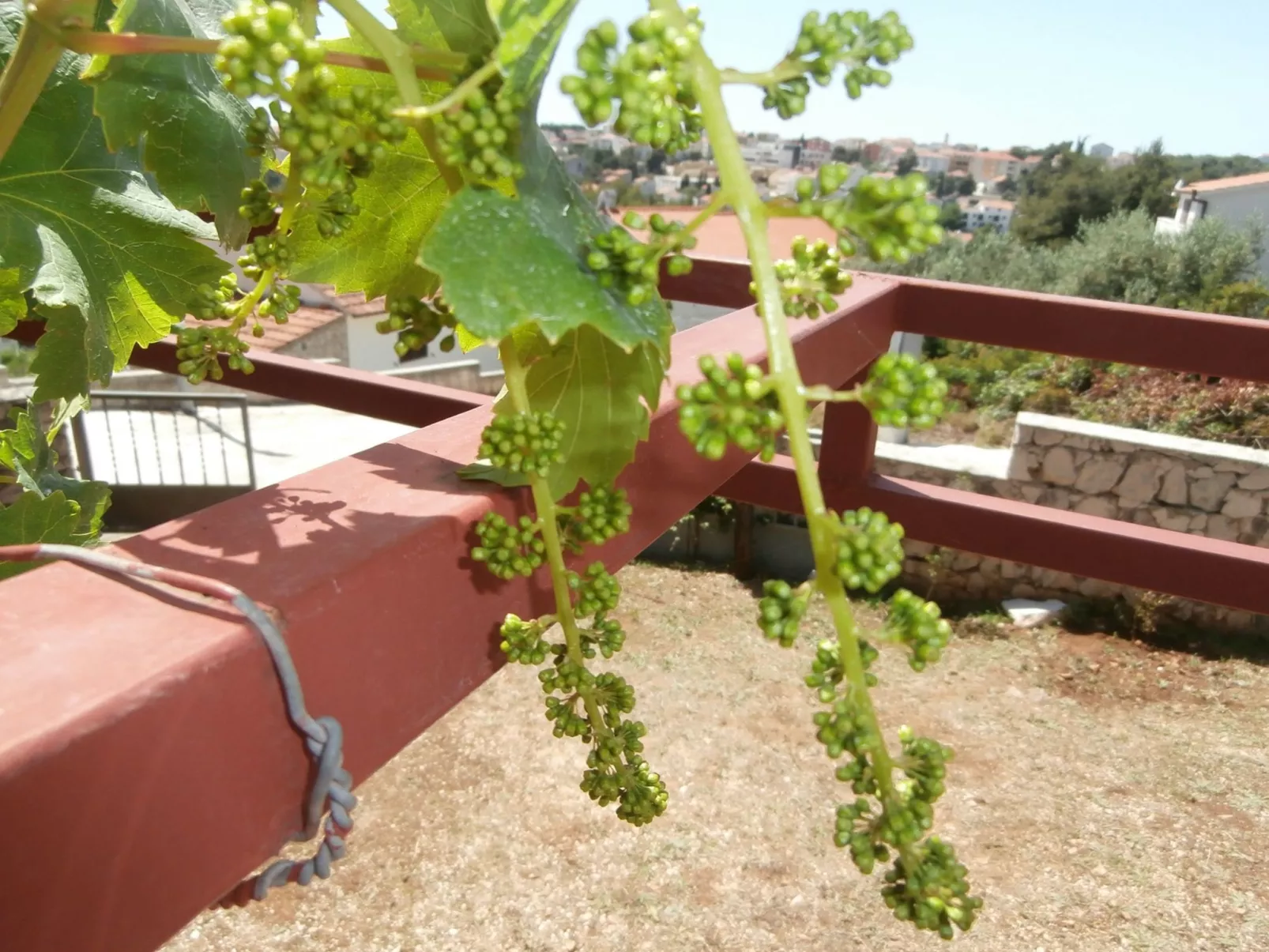 Wohnung mit Balkon und Meerblick-Image-tags.info