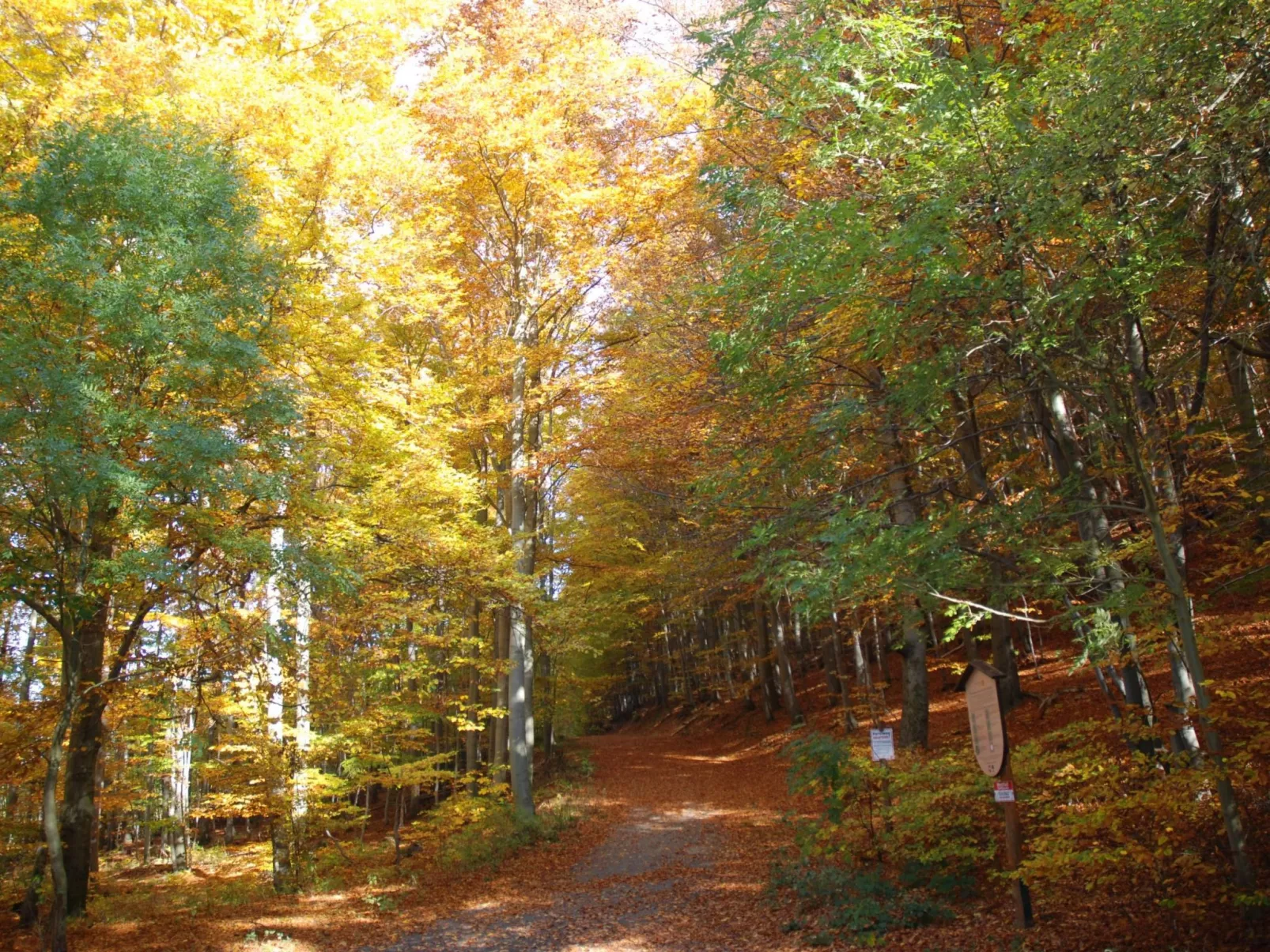 Wohnung in Bad Harzburg mit Garten-Buiten