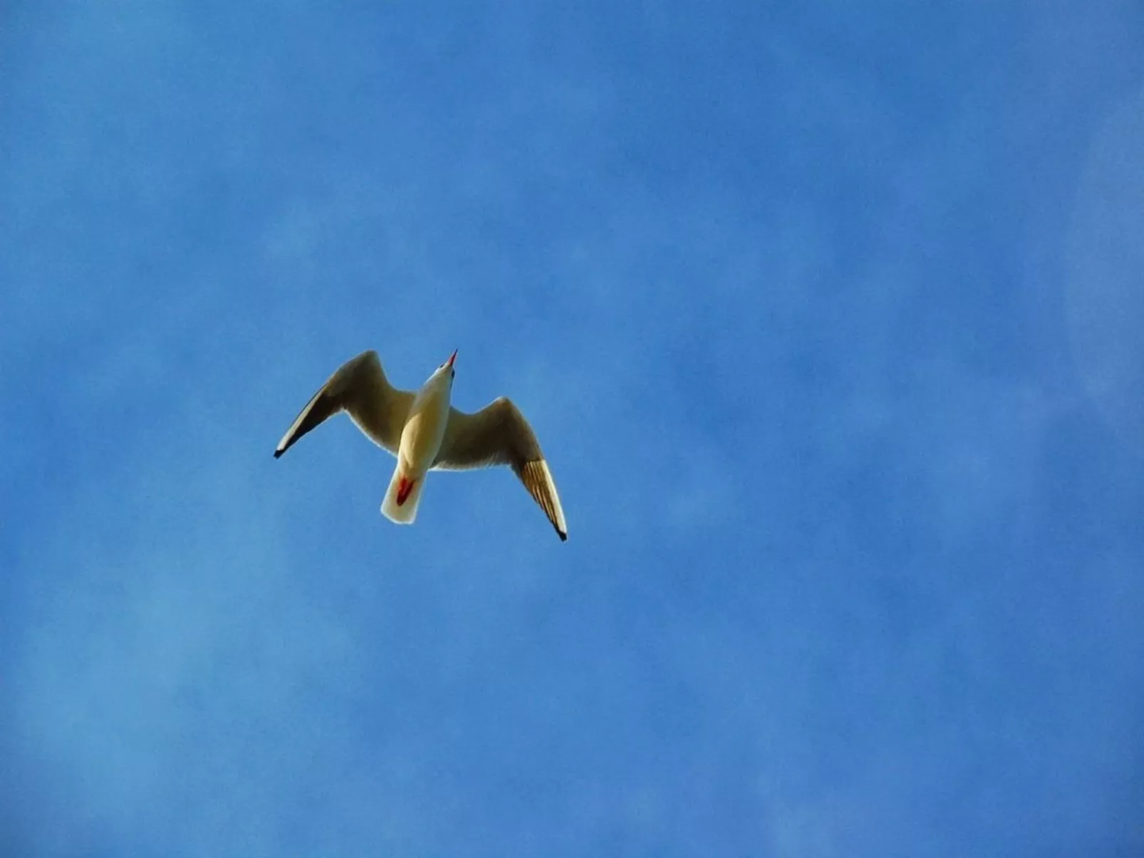 Villa Volksbank-Buiten