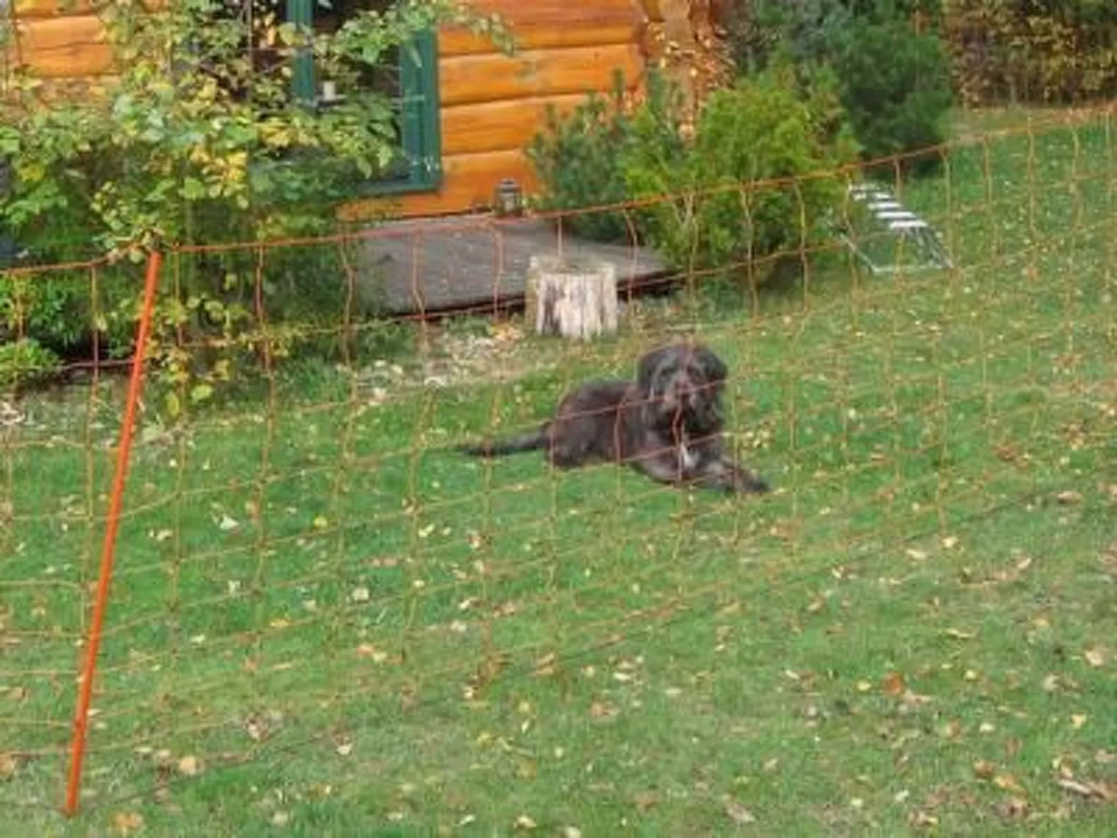 Amsel und Drossel-Buiten
