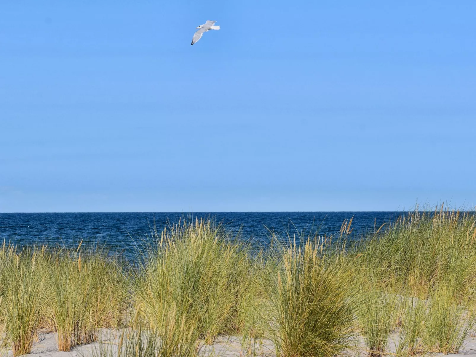 Familiäres, charmantes Appartement in Zingst-Binnen