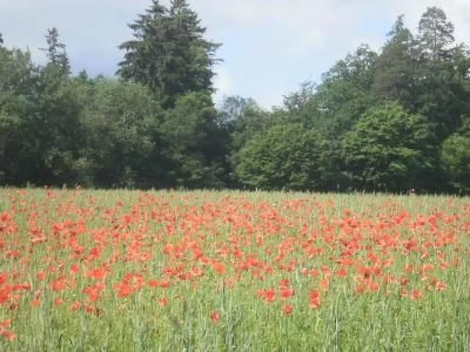 Mit Liebe ausgestattetes Haus im Naturpark-Image-tags.info