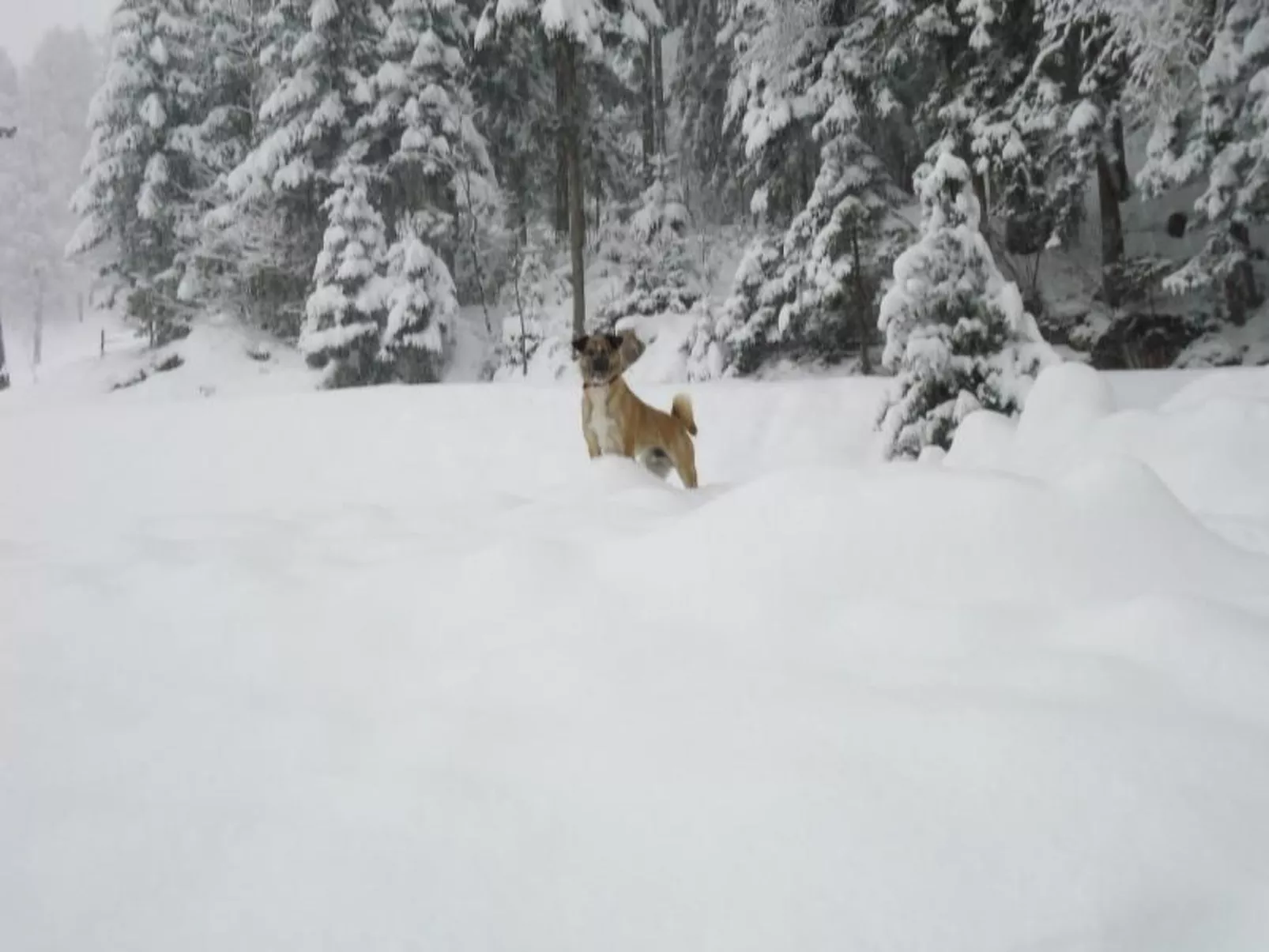 Schmiedbauer Hütt`n-Image-tags.info