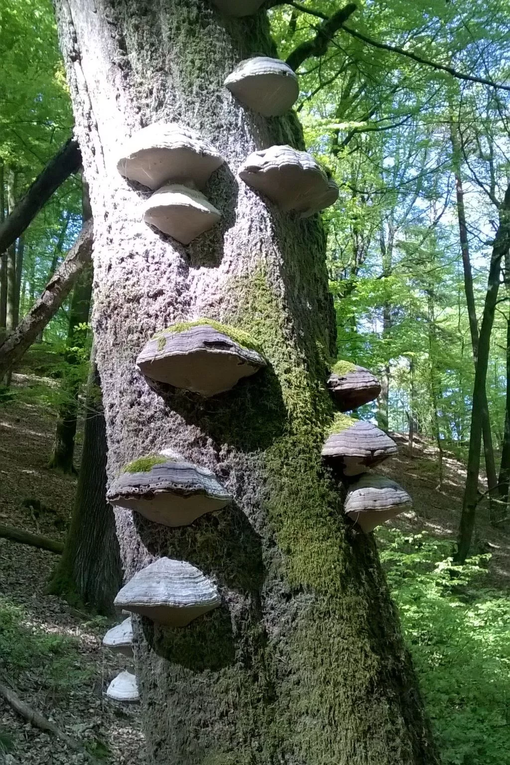 Wohnung du Coucou in Lichtenberg-Buiten