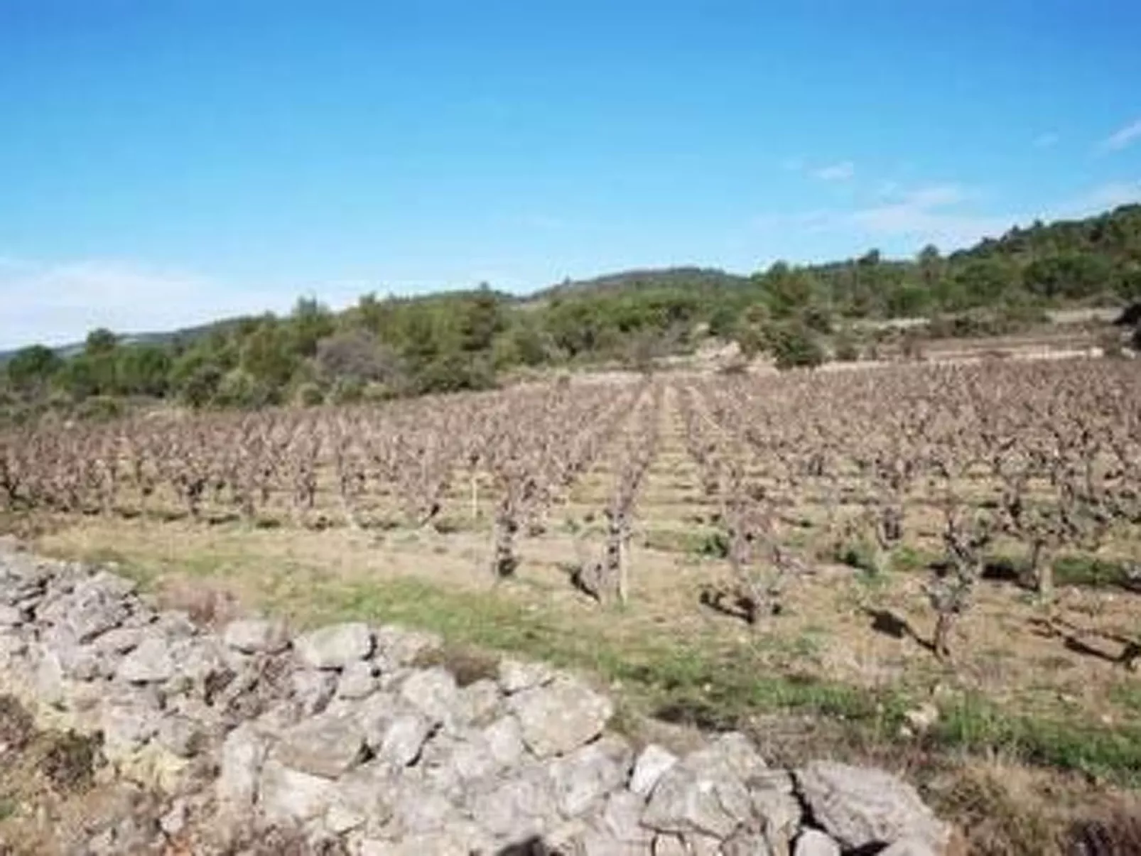 Die kleine Zikade-Binnen