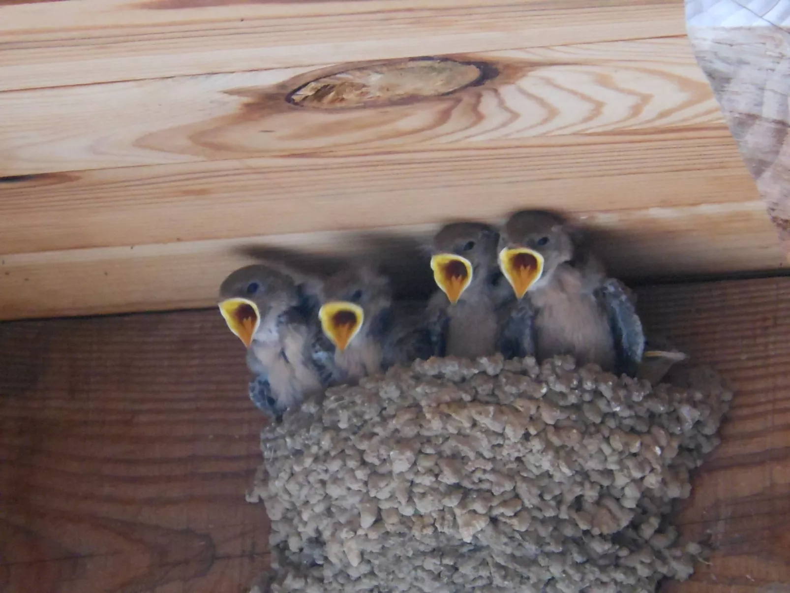 "Les Glycines"-Image-tags.info