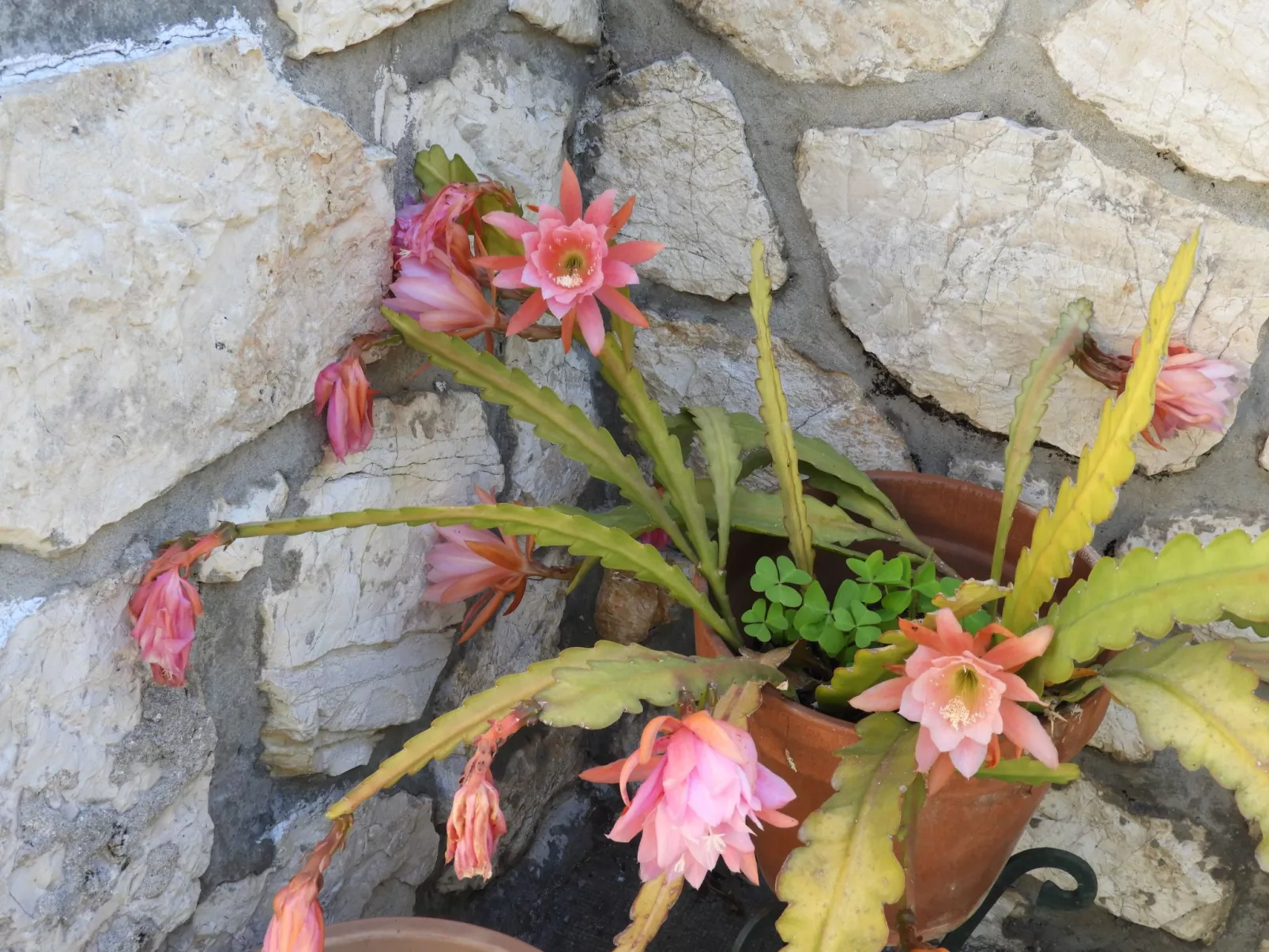 Wohnung "Les roses" auf einem eingemauerten Grundstück-Buiten