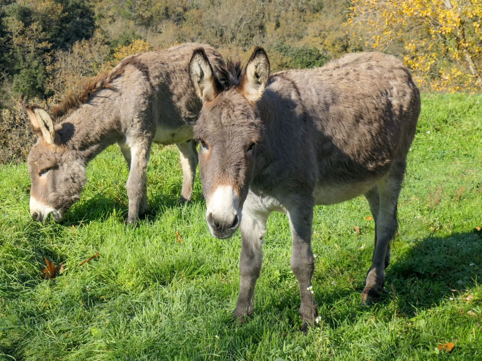 Wohnung in charmantem Haus auf Domäne-Buiten