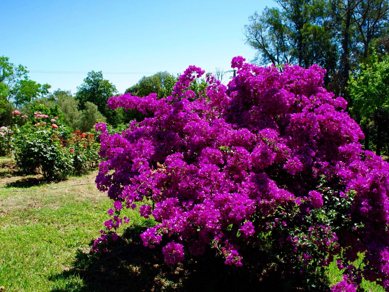 Villa mit Meerblick U Castagnu in geschützter Natur-Buiten